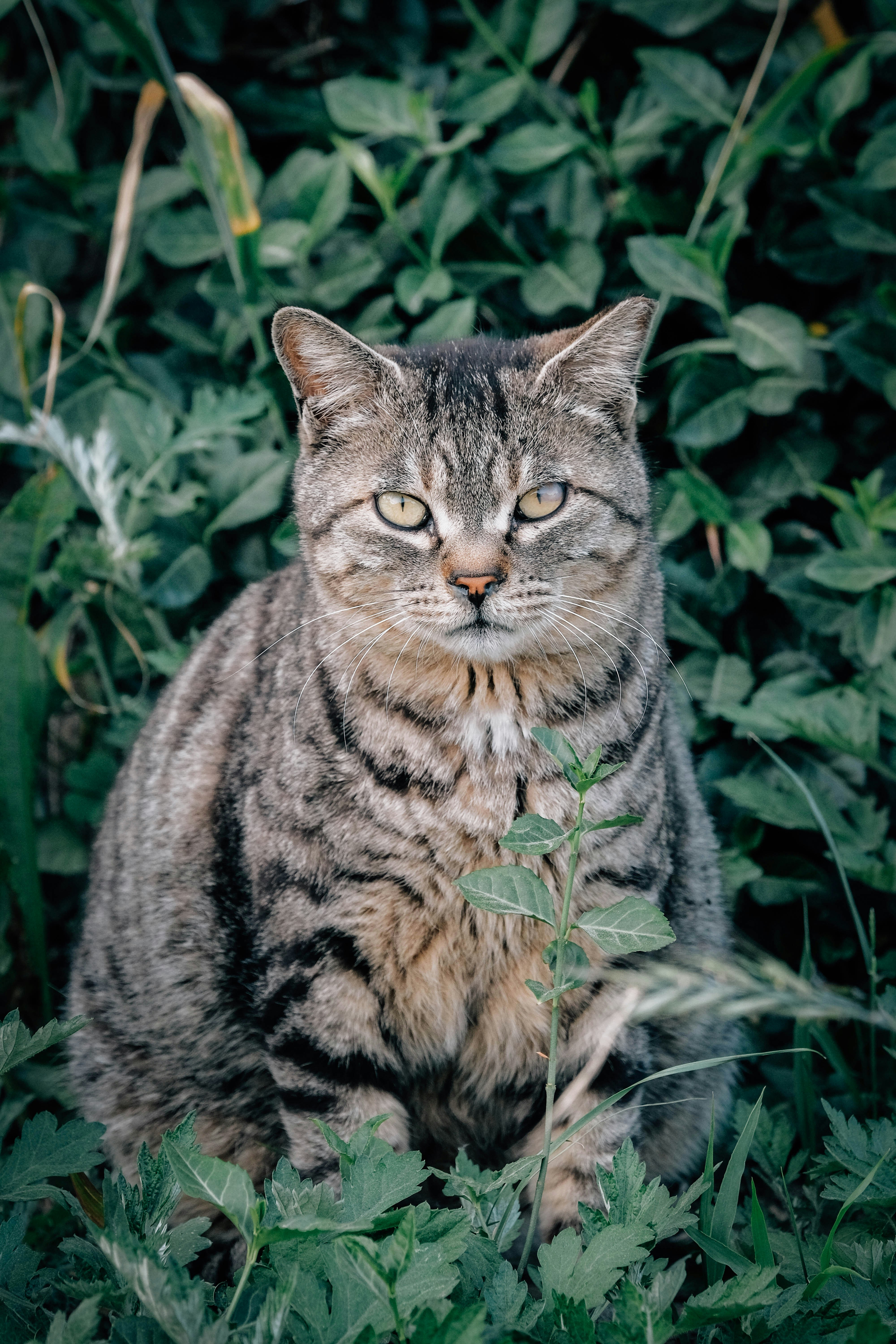 A tabby cat sits among green foliage.