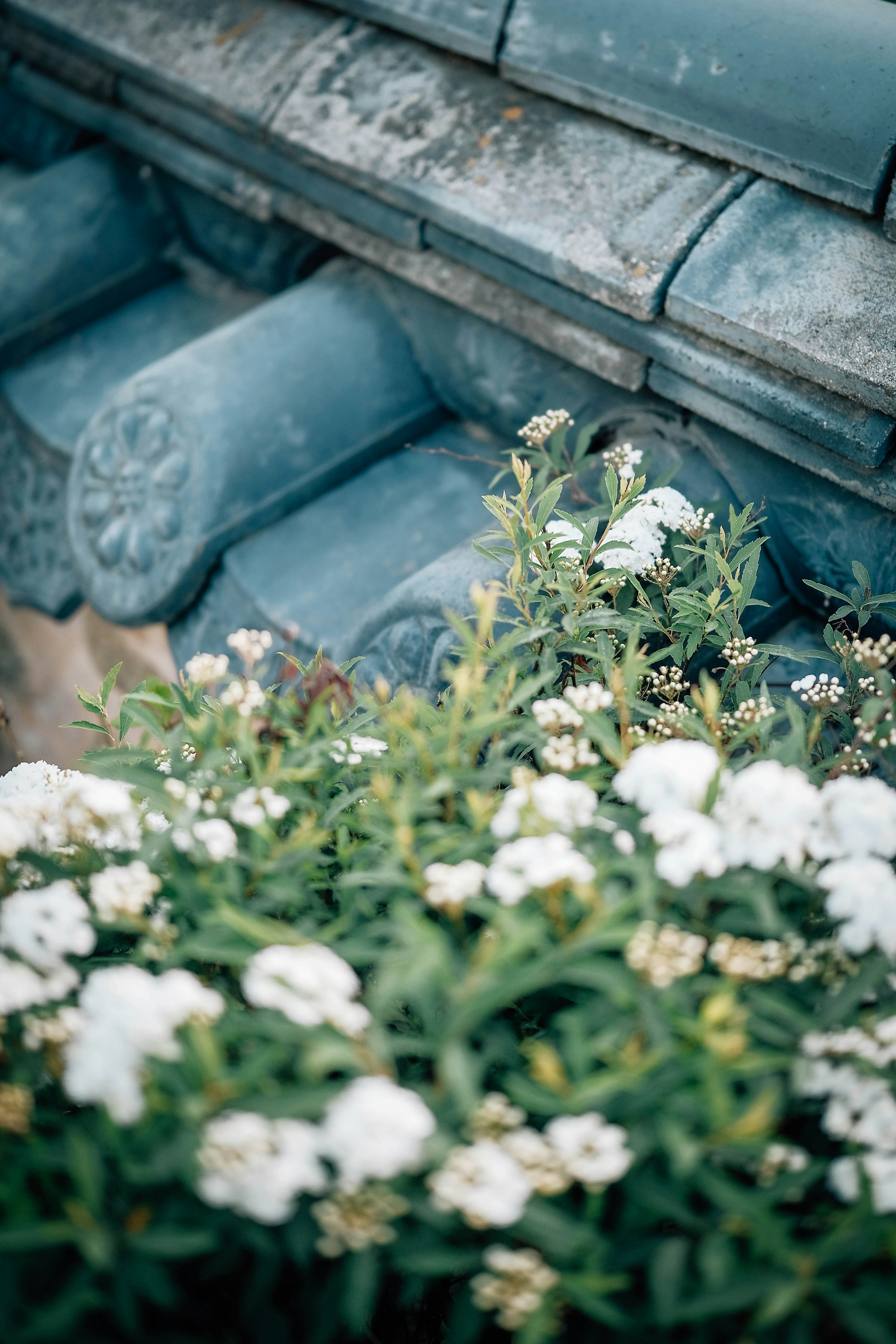 White flowers bloom against a tiled roof