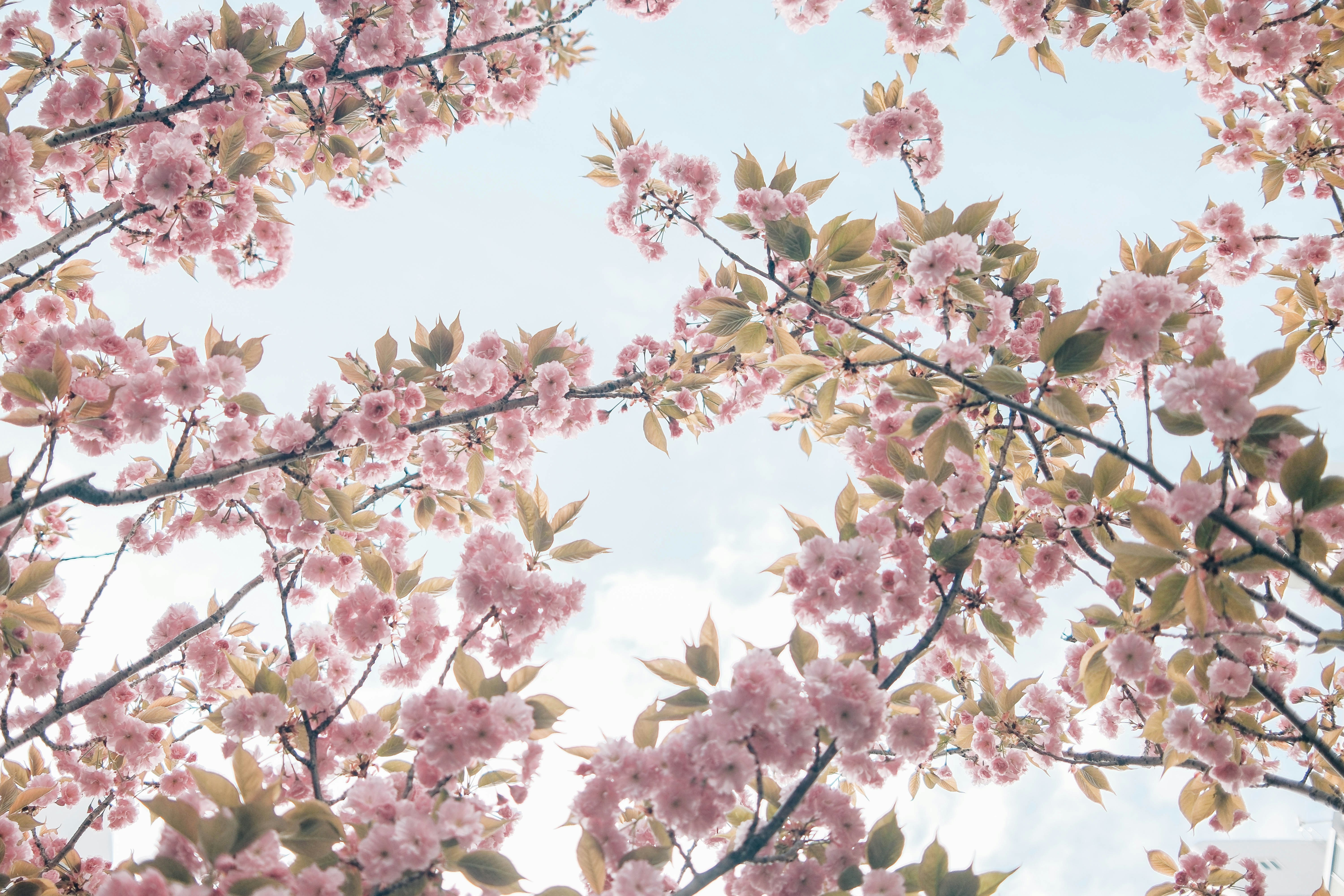 Pink cherry blossoms bloom against a clear blue sky.