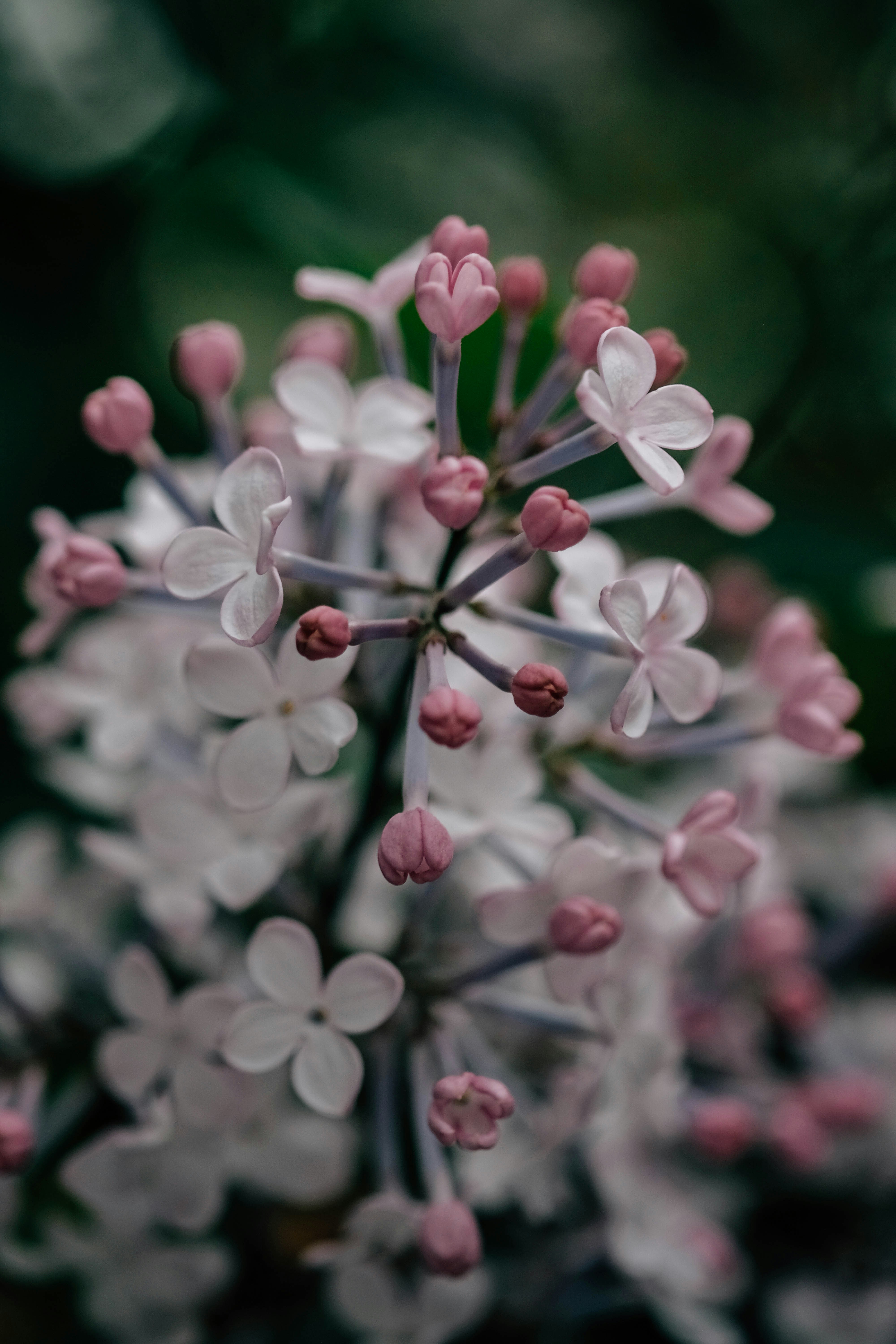 Delicate pink and white lilac blossoms on a dark background