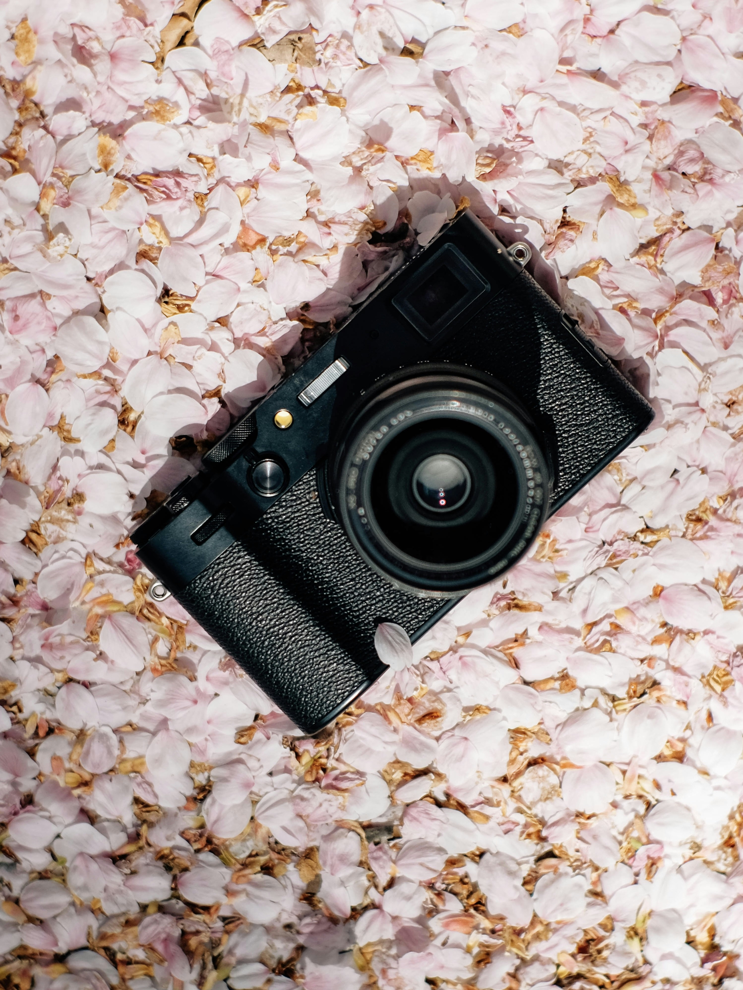 A black camera rests on a bed of pink petals.