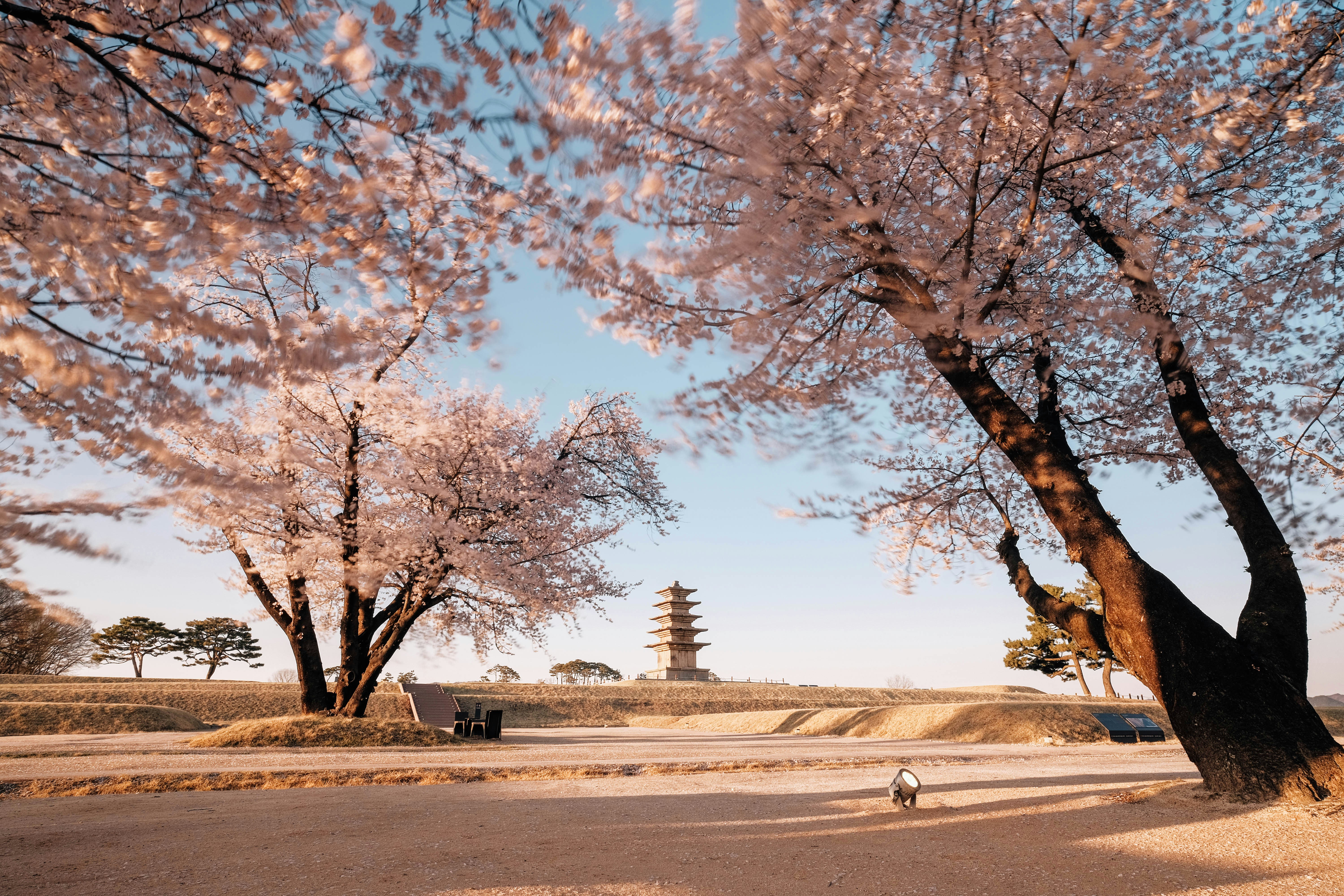 Cherry blossoms frame a distant pagoda under a clear sky.