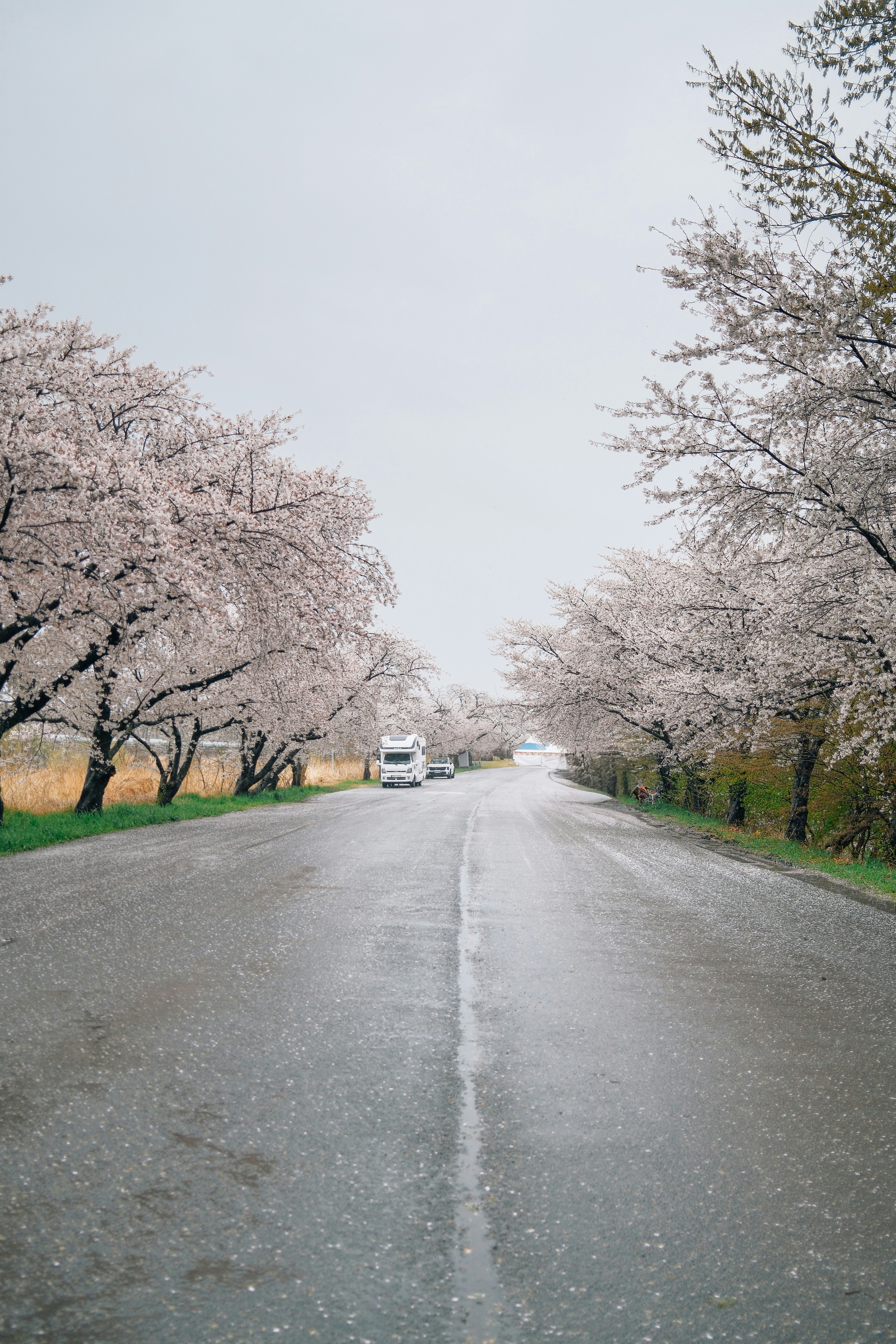 Wet road lined with blooming cherry blossom trees
