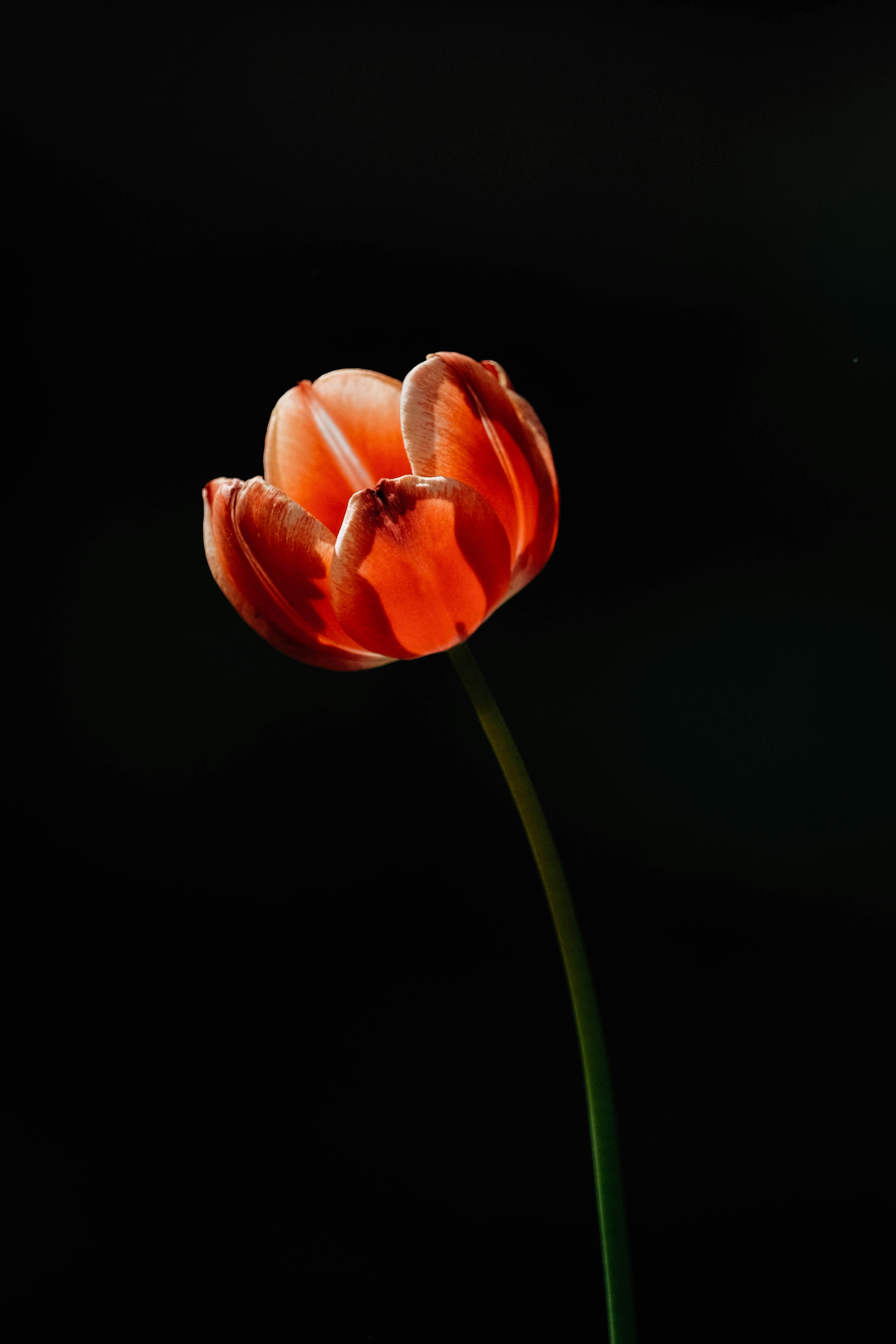 A single red tulip against a black background