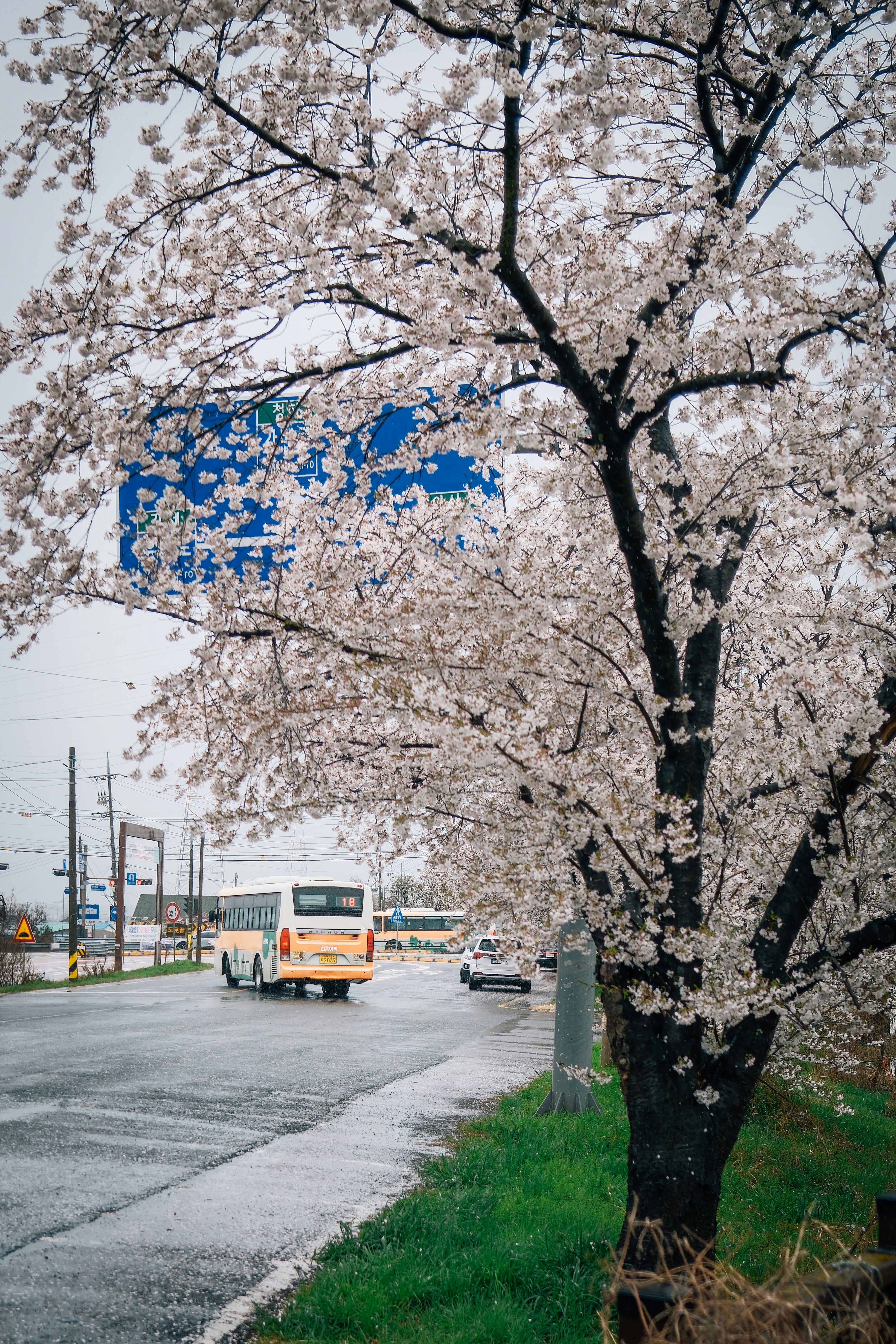 Cherry blossoms bloom along a wet road with a bus.