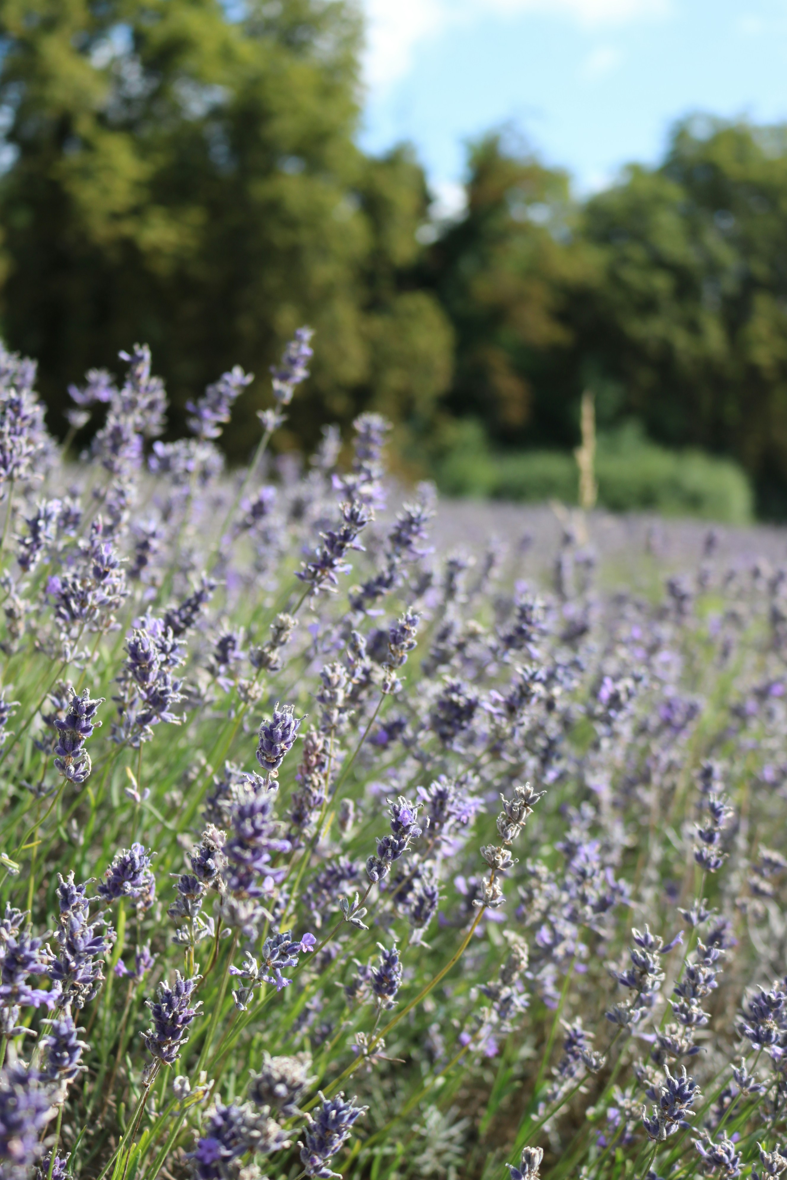 Campo de flores de lavanda em flor com árvores ao fundo