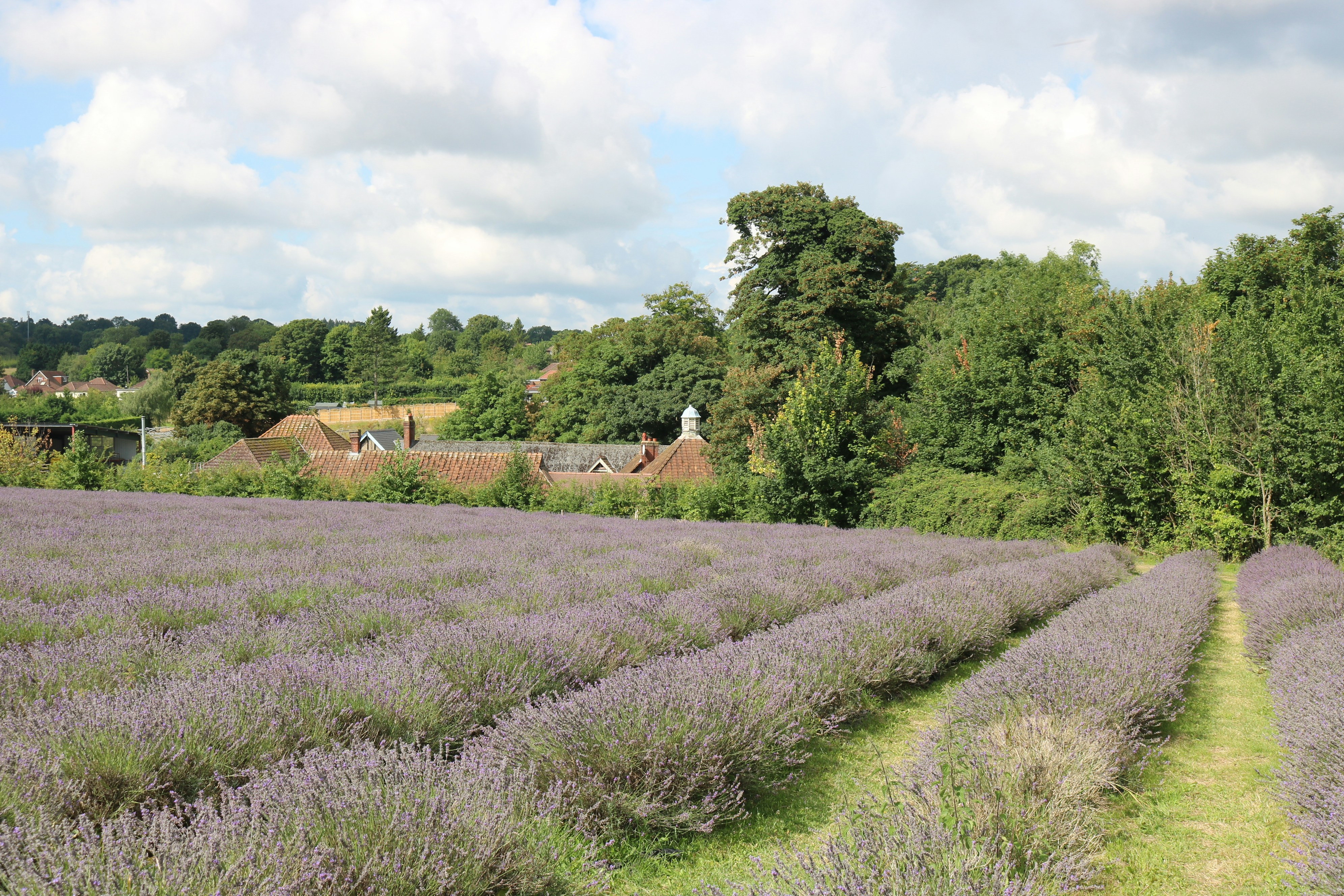 Fileiras de campos de lavanda com árvores e casas ao fundo