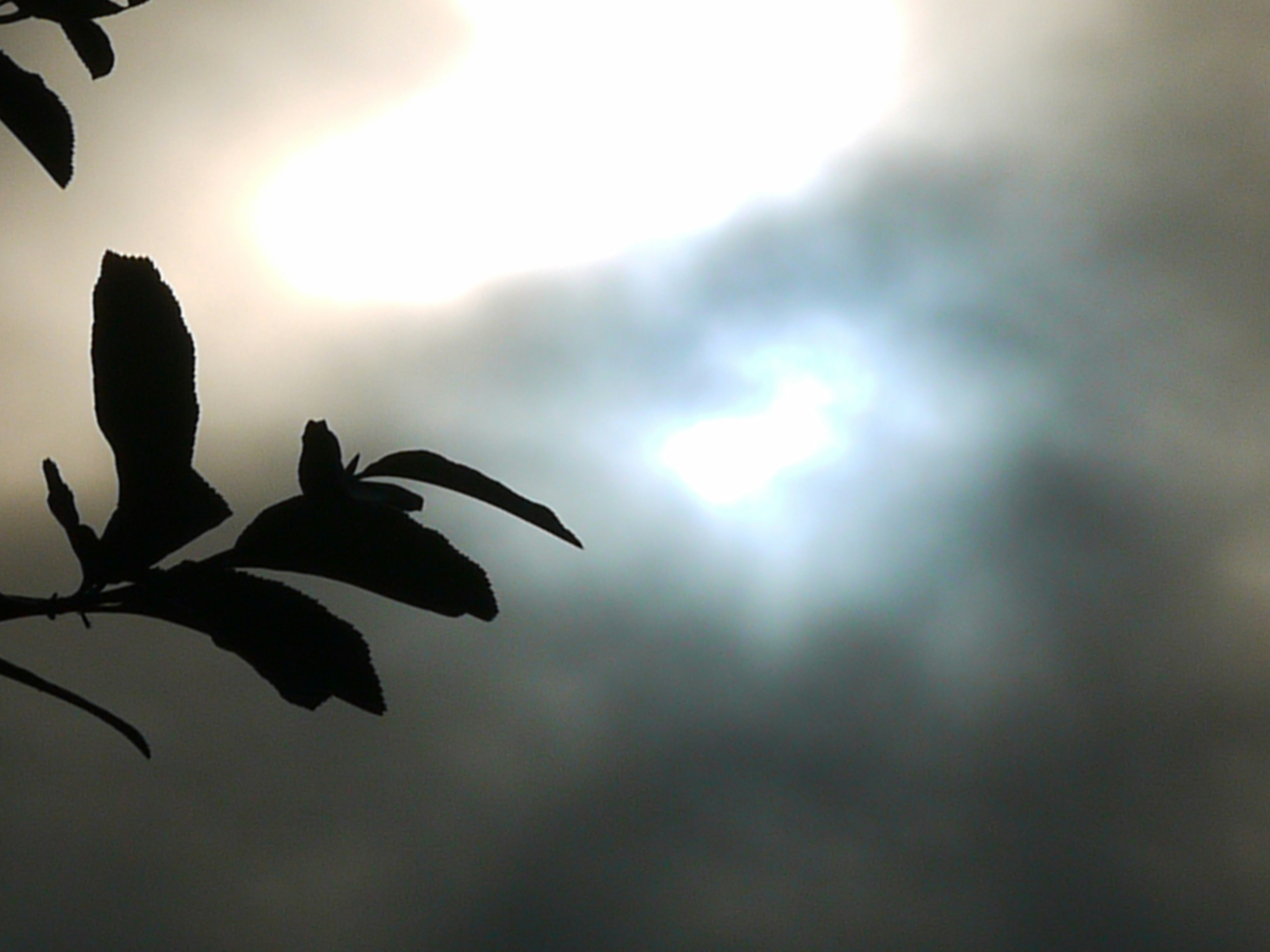 Silhouetted leaves against a hazy, bright sky.