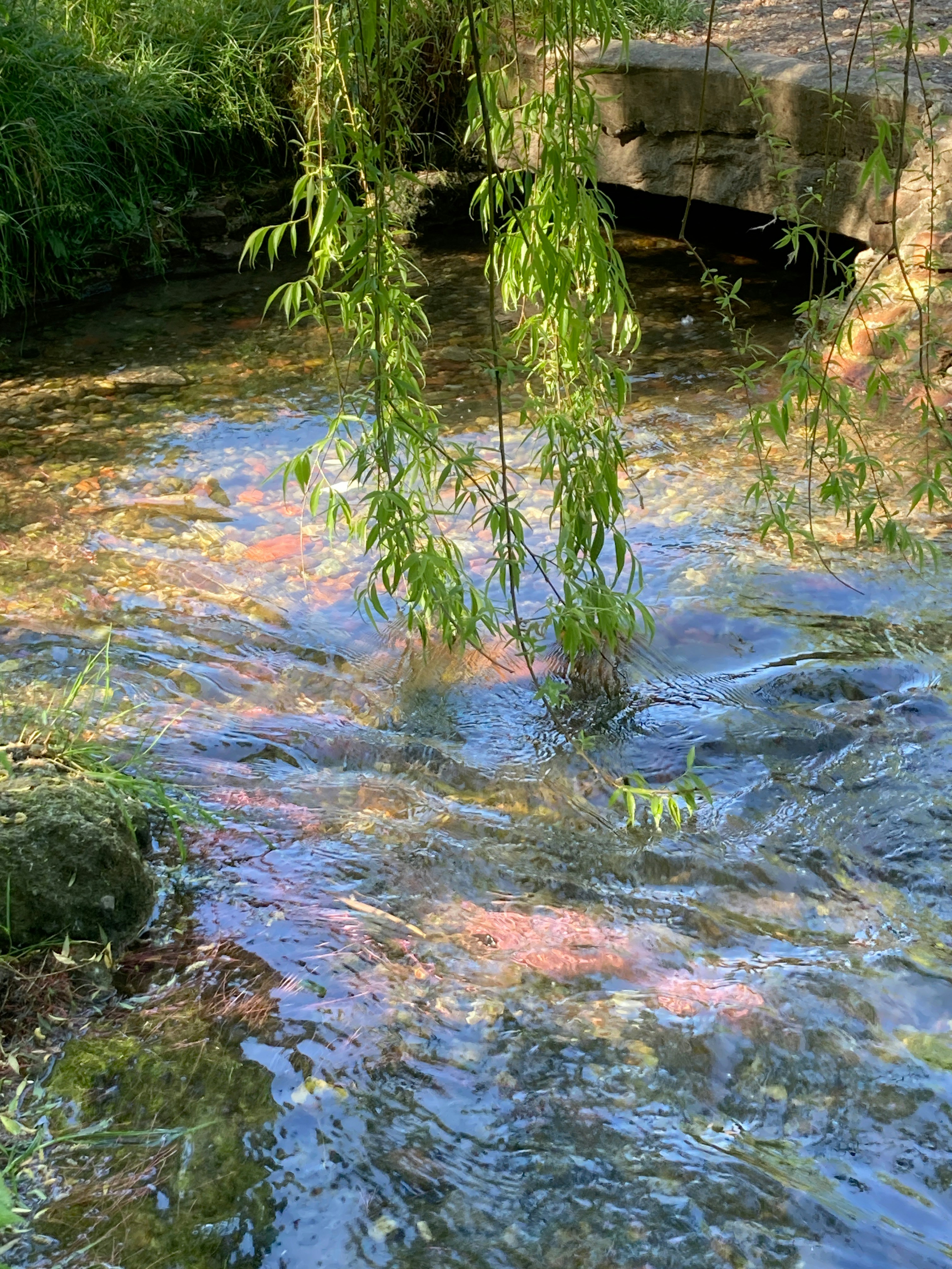 Un ruisseau qui coule avec des reflets colorés et des branches suspendues.
