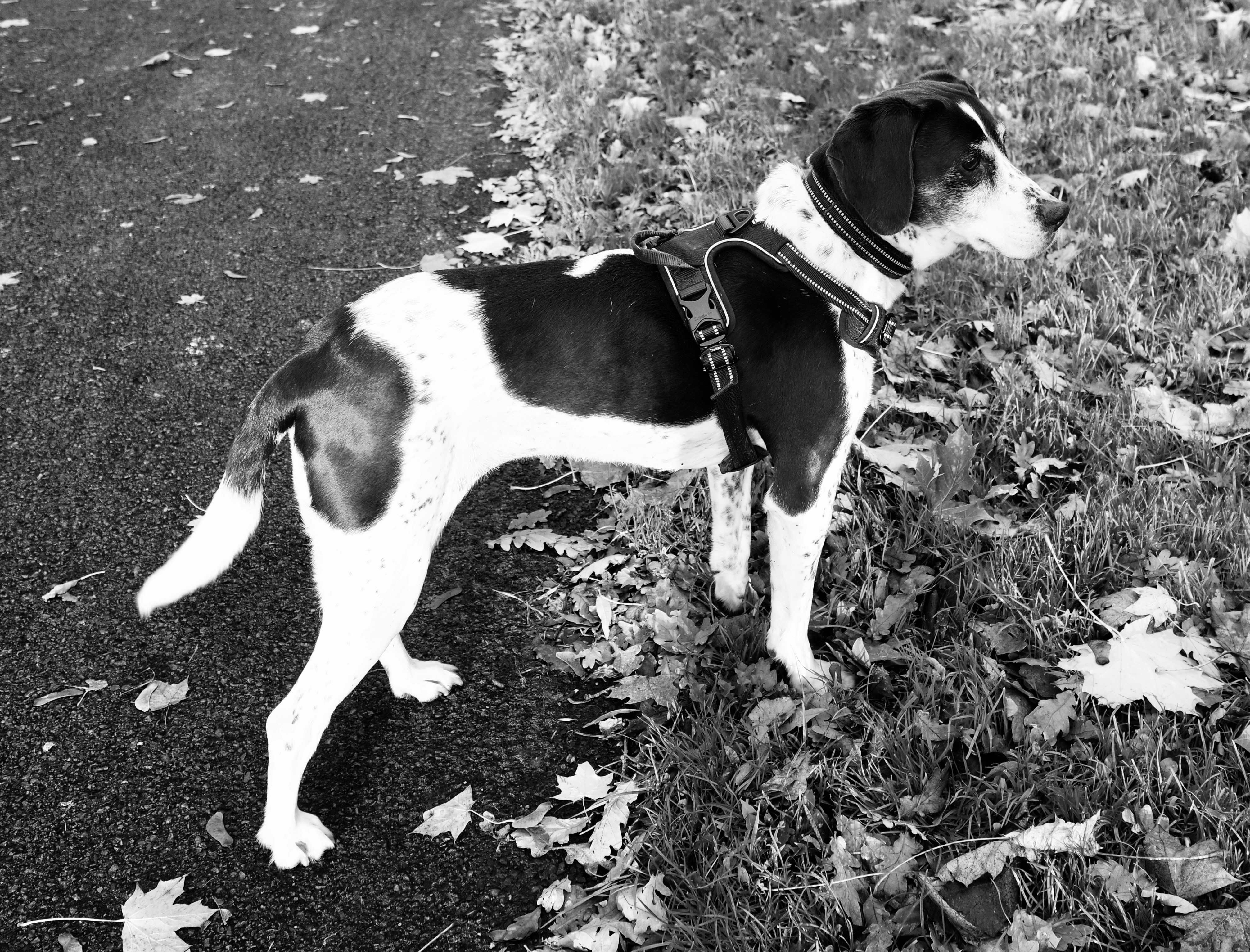 A black and white dog stands on grass