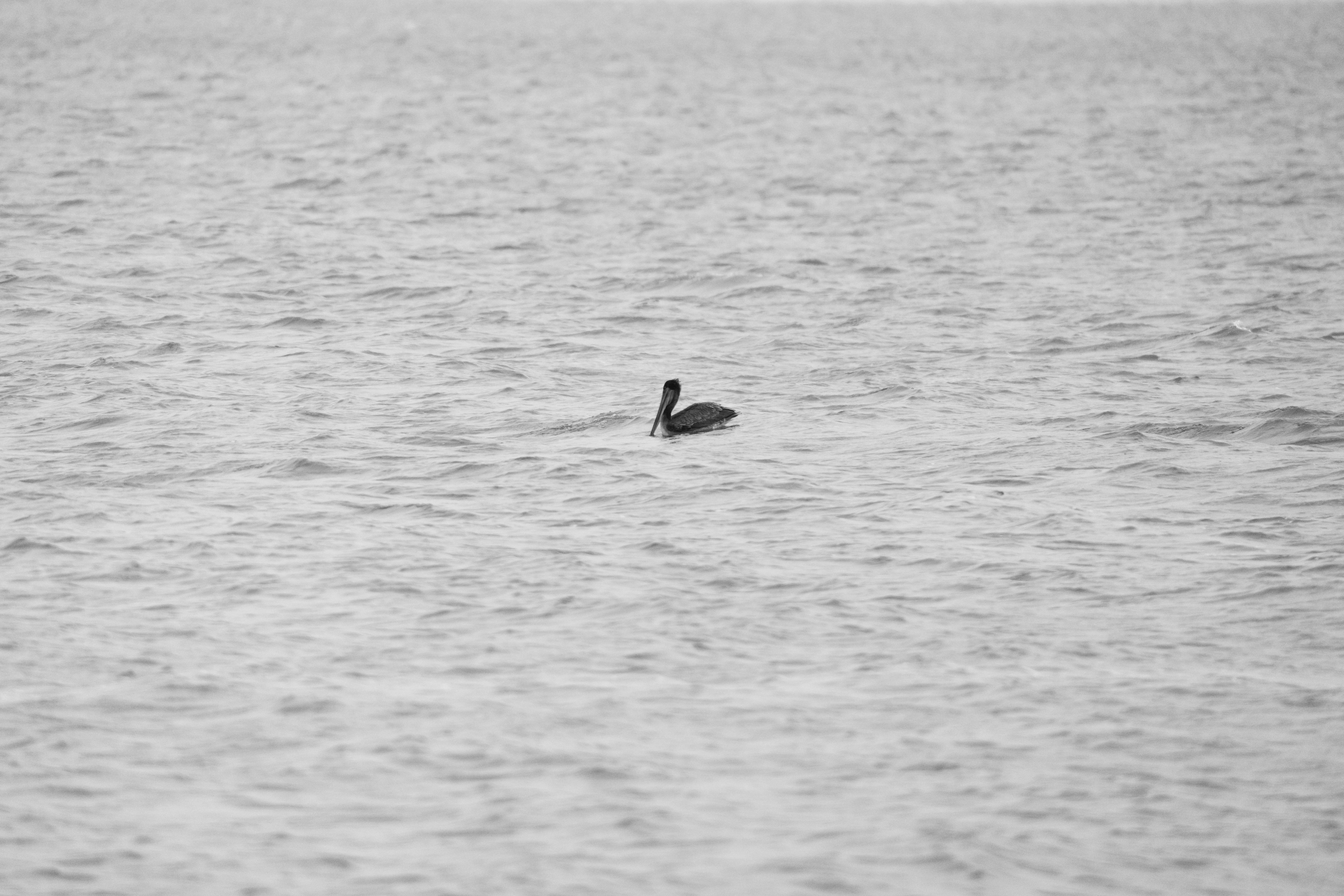 Seekor burung pelikan mengapung di permukaan laut yang beriak.