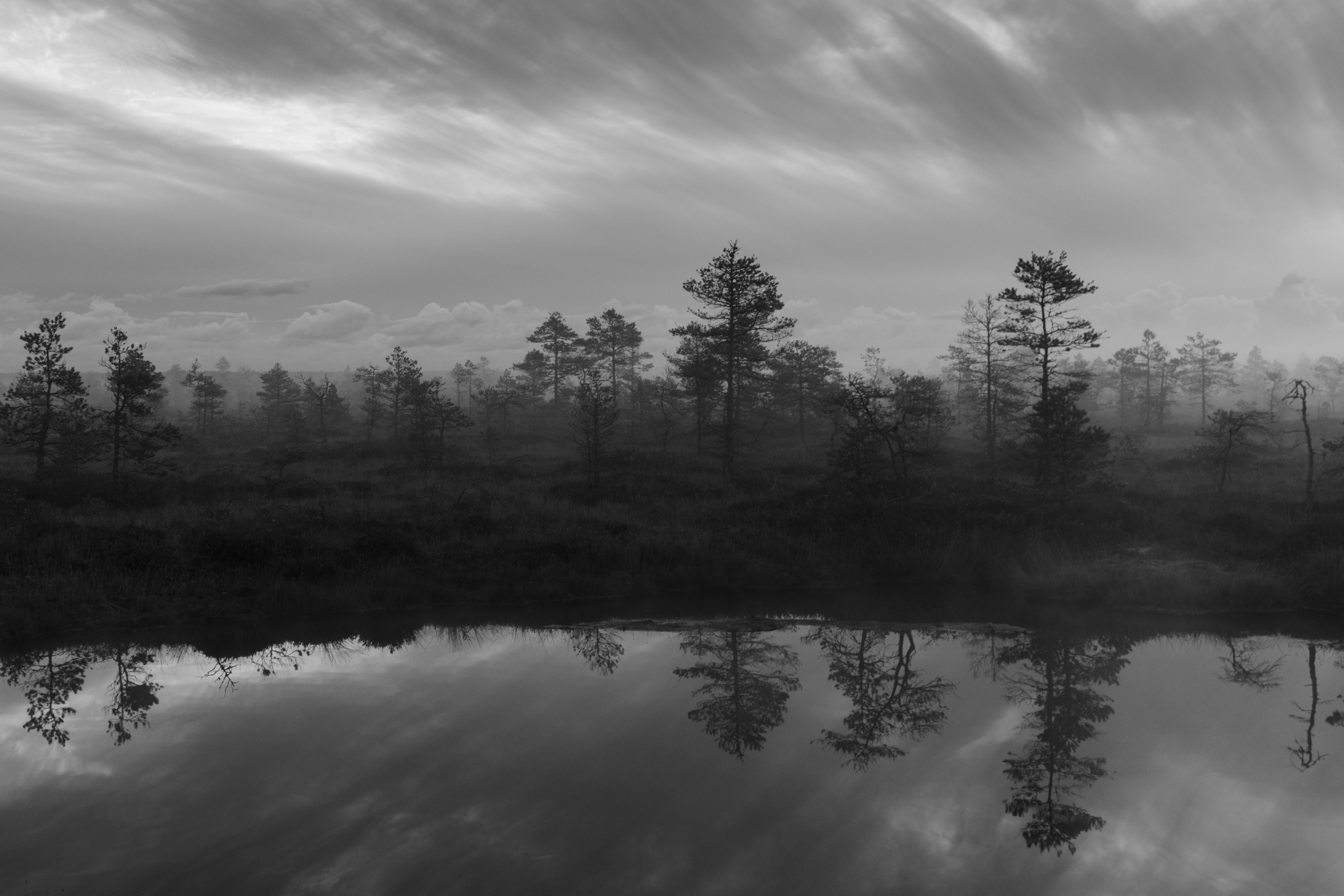 Bosque brumoso reflejado en agua quieta al amanecer