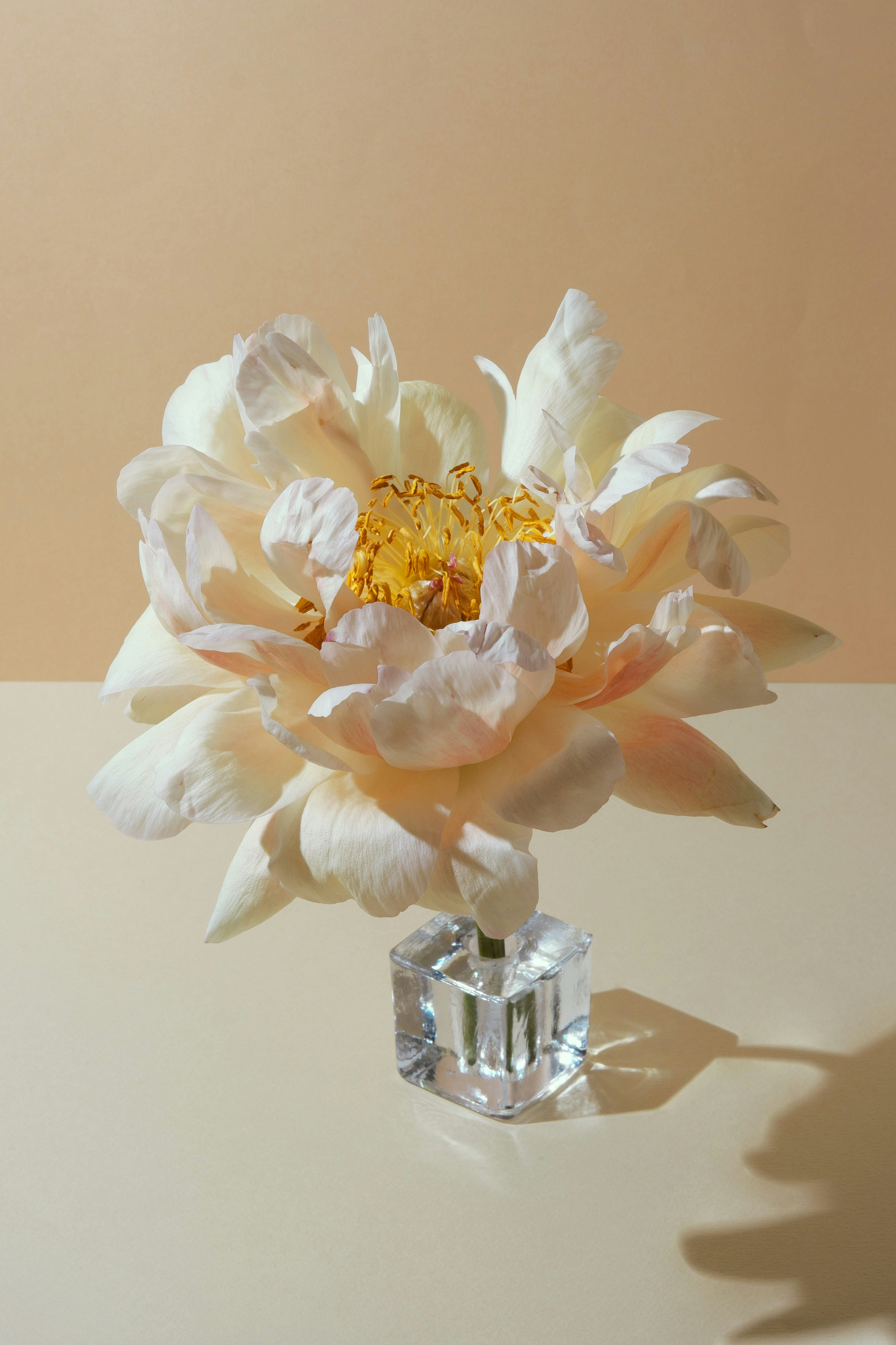 A delicate white peony in a crystal vase.