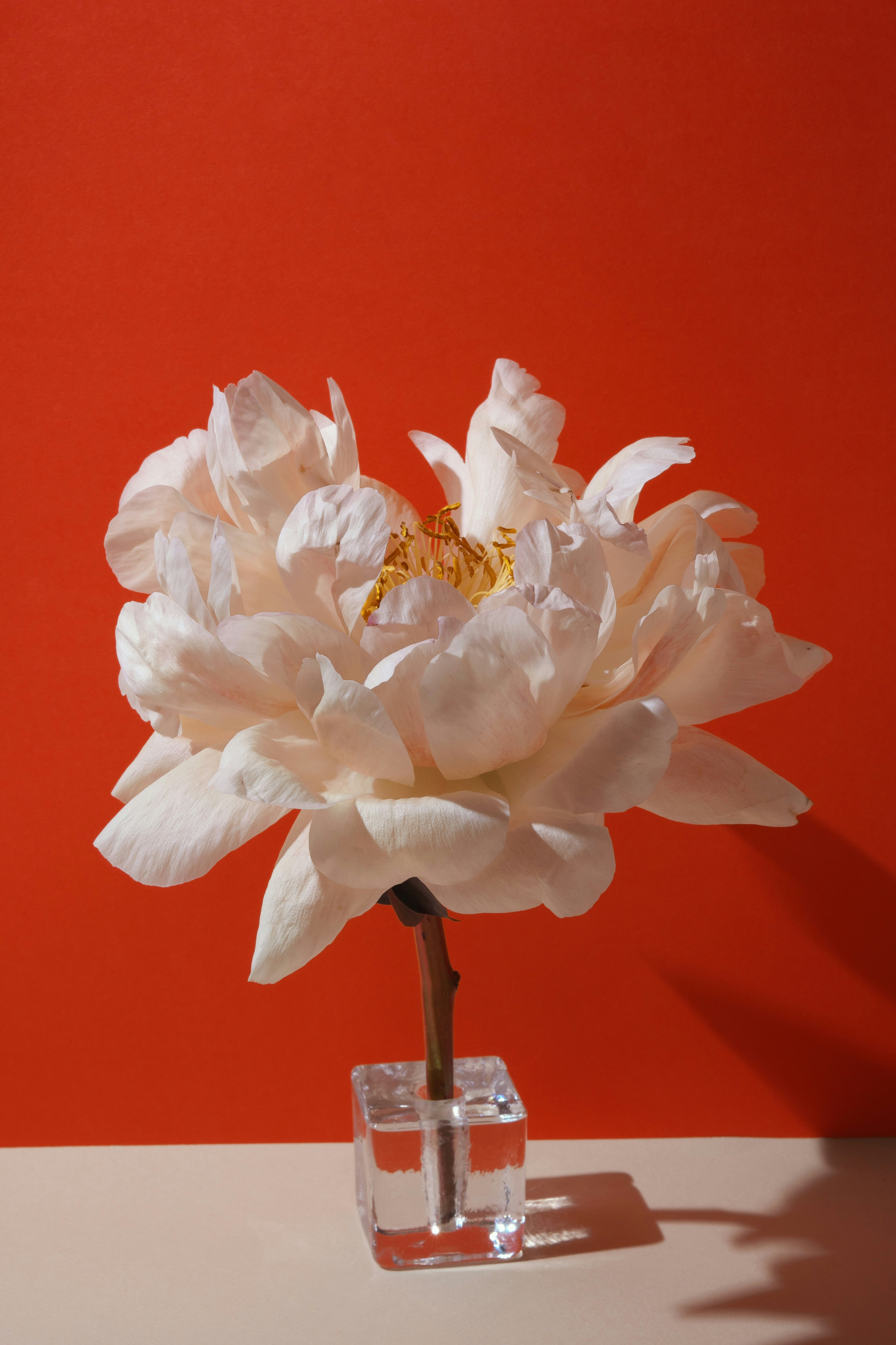 A delicate white peony in a glass holder.