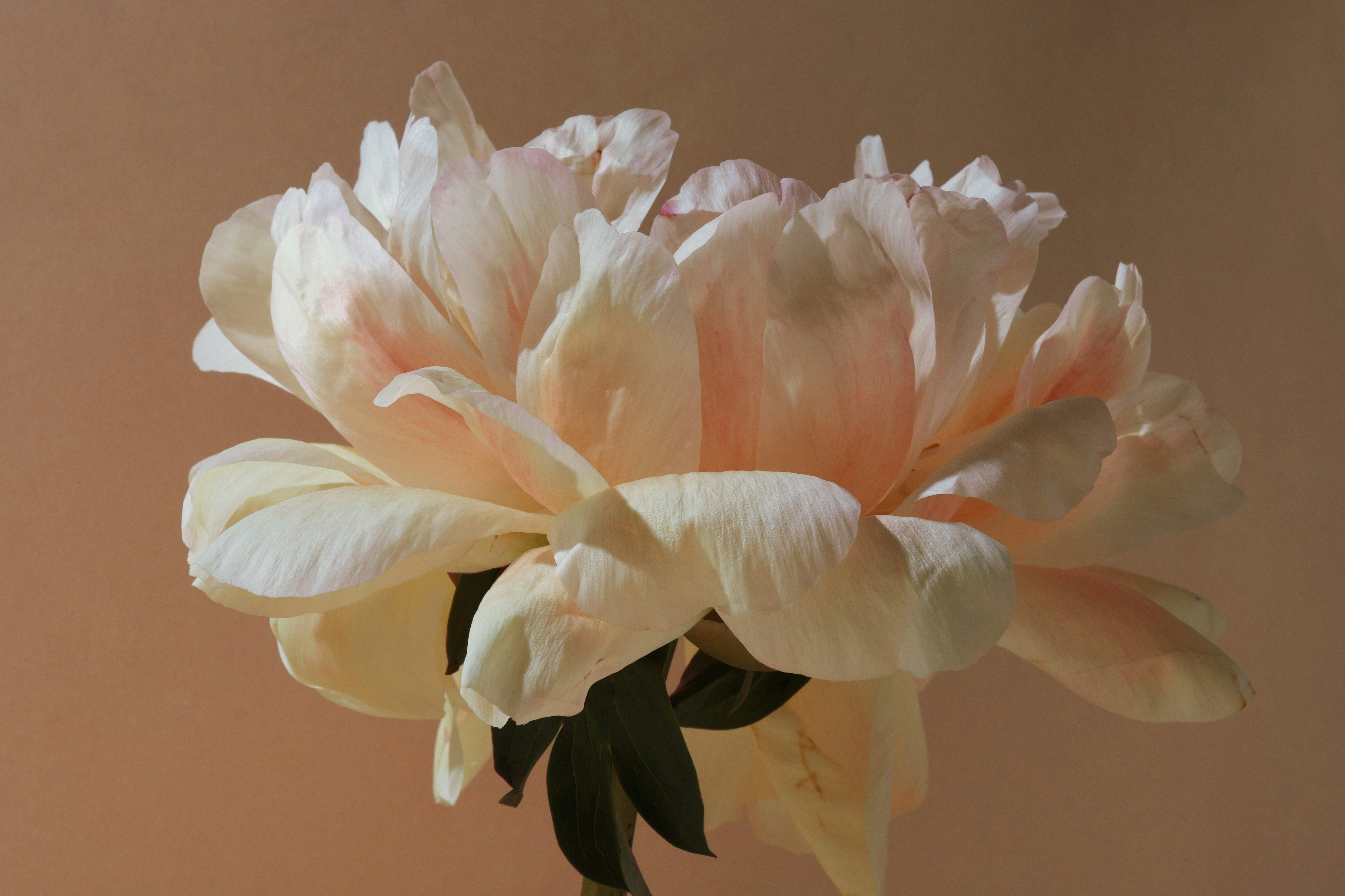 A delicate pale pink peony flower with dark green leaves.