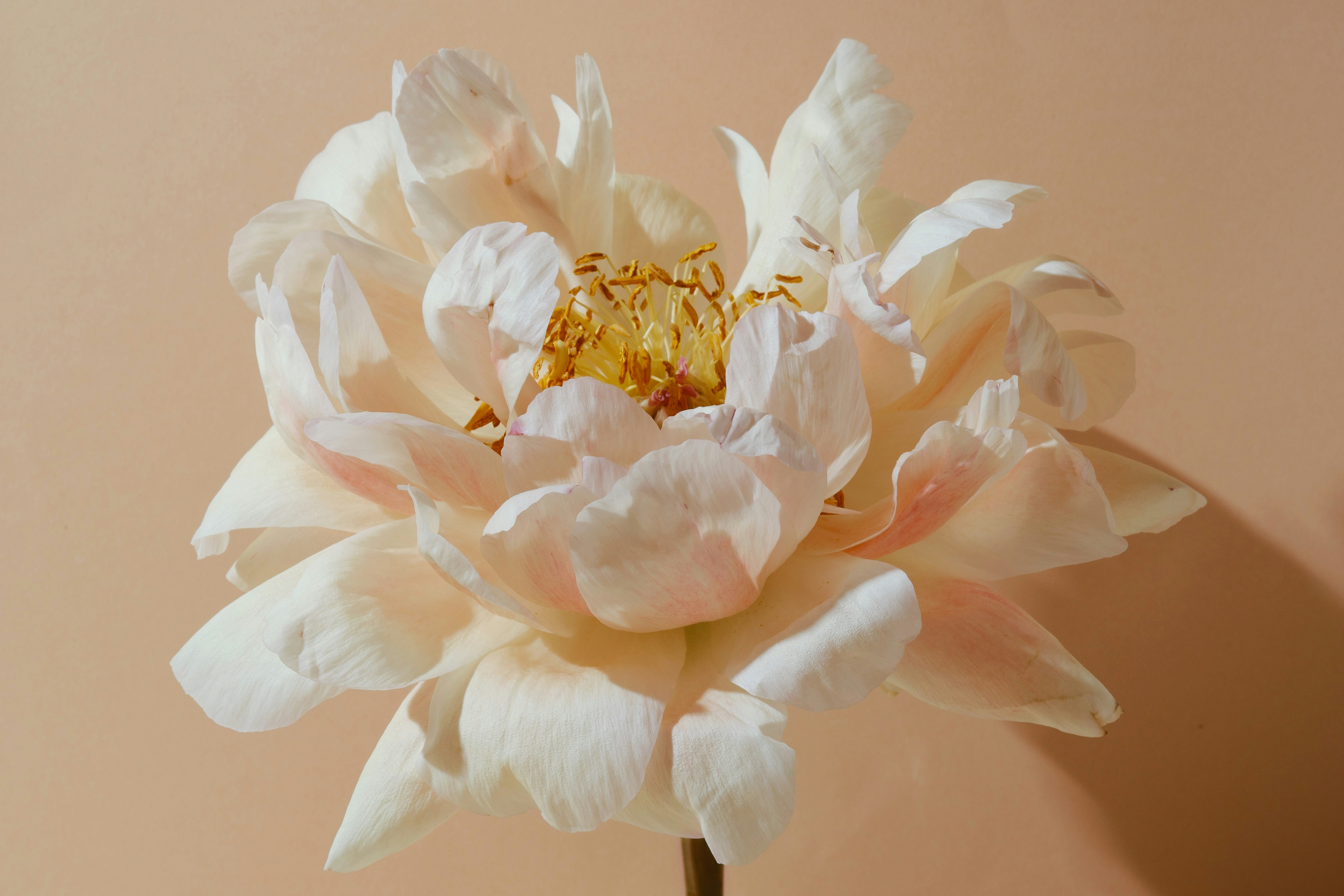 A delicate white peony flower with a soft background
