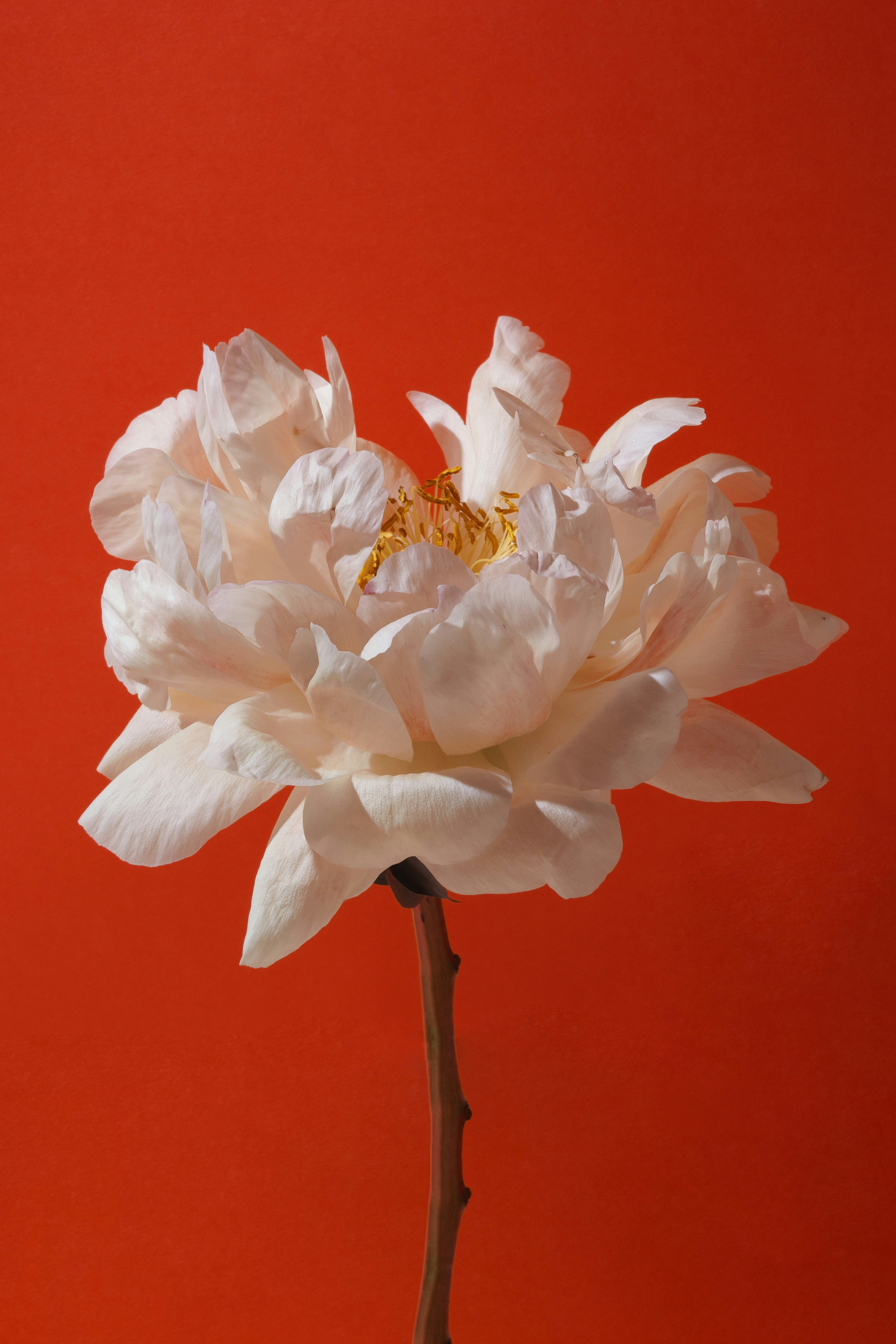 A delicate white peony flower against an orange background