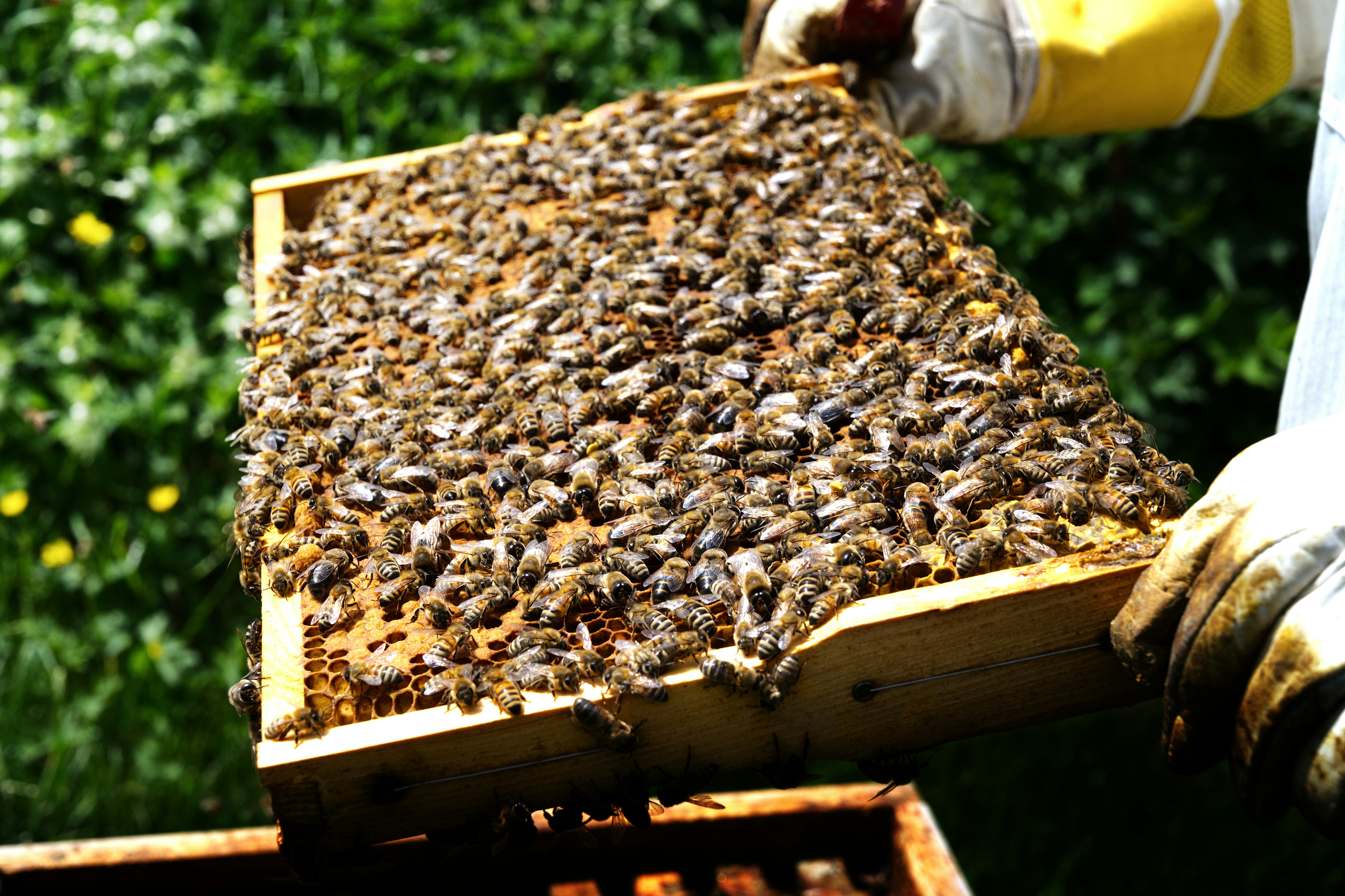 Apicultor sosteniendo un marco lleno de abejas.