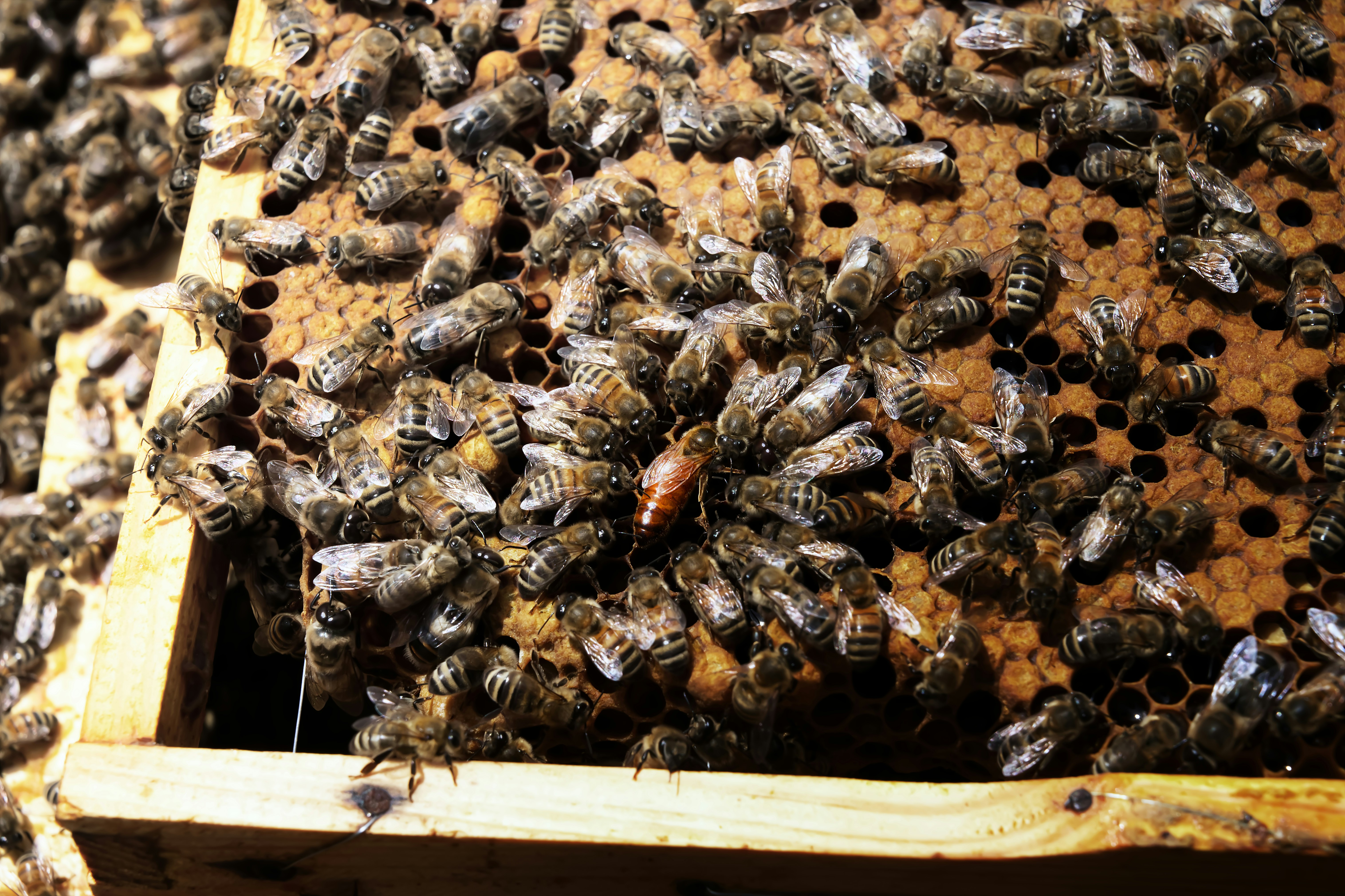 Una abeja reina rodeada de abejas obreras en un panal