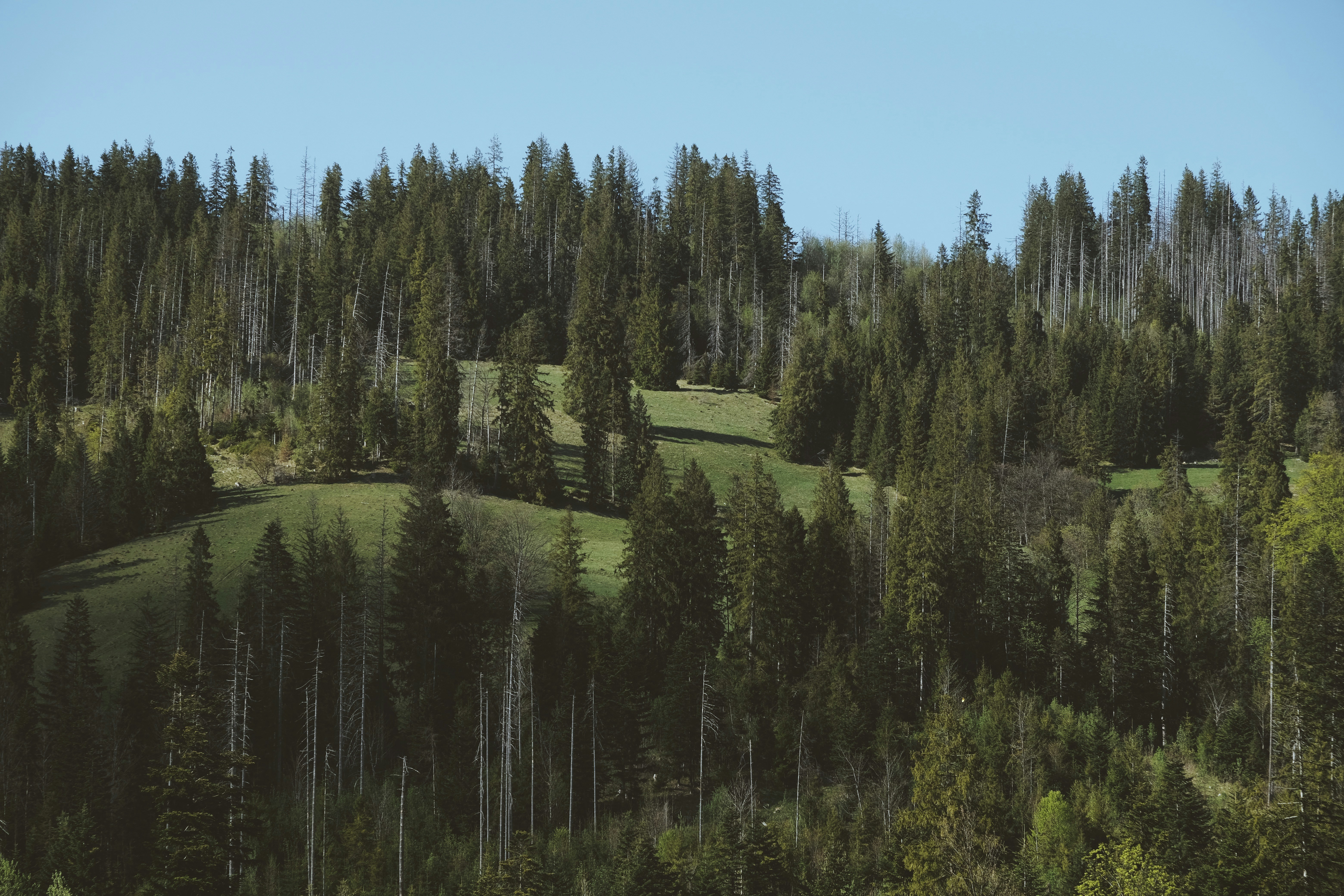 Dense evergreen forest on a grassy hillside under blue sky 풍경 사진