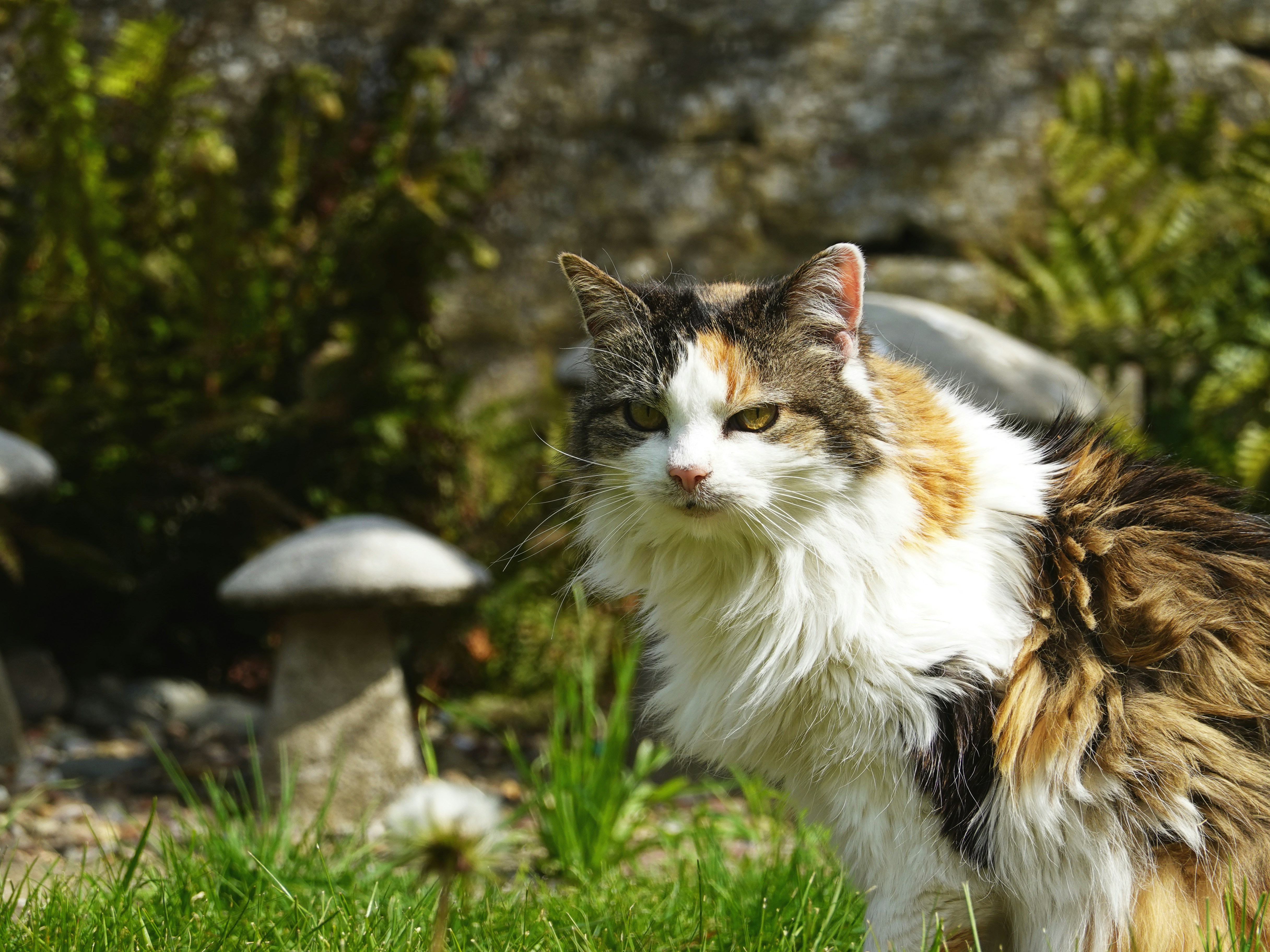 Eine flauschige Calico-Katze steht in einem Garten.