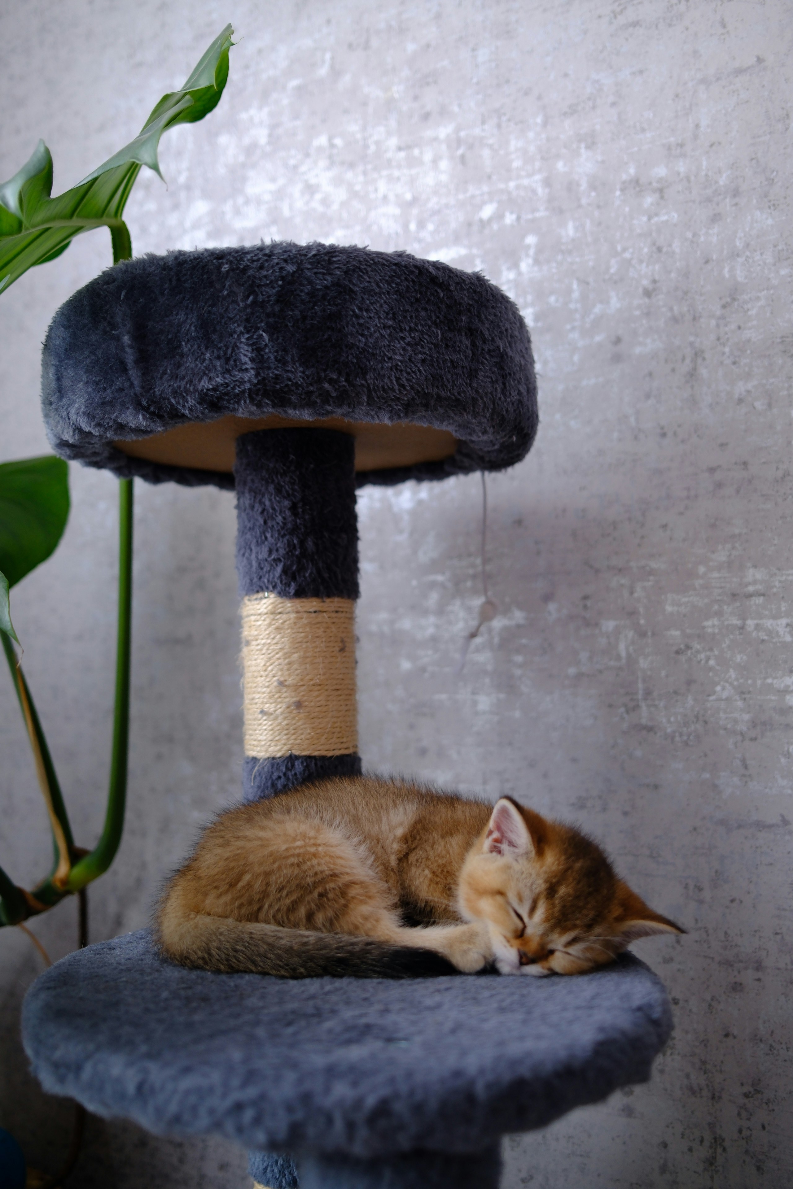 A golden kitten sleeps on a cat tree.
