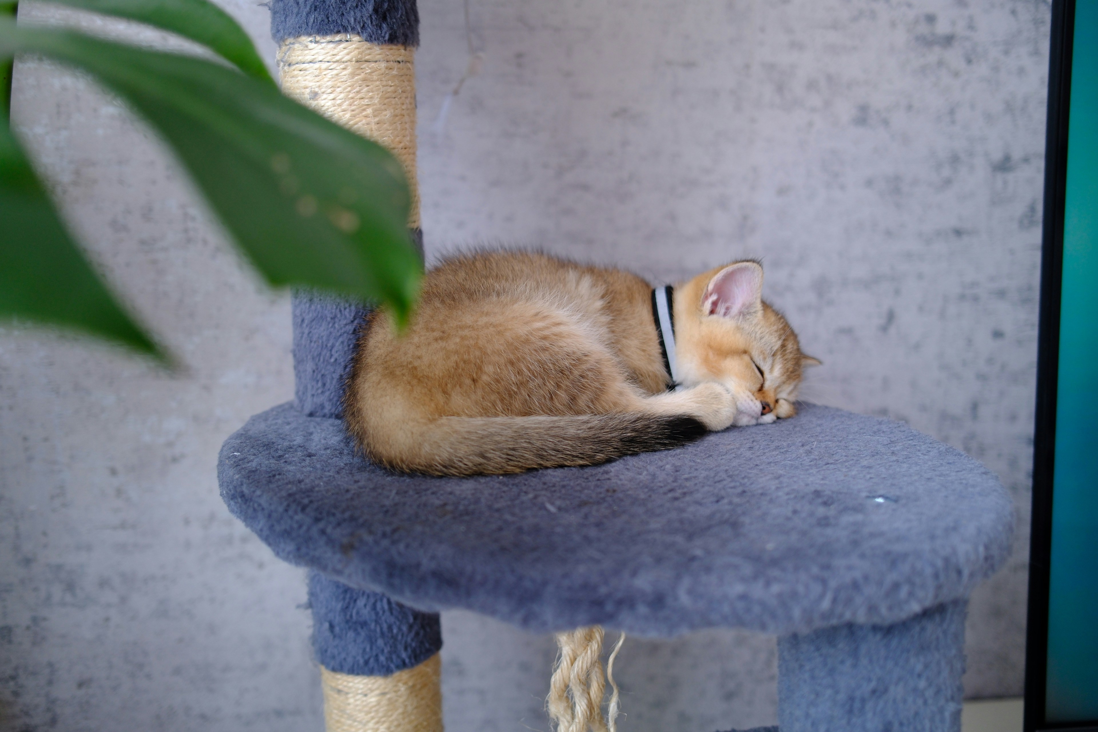 A golden kitten sleeps curled up on a cat tree.