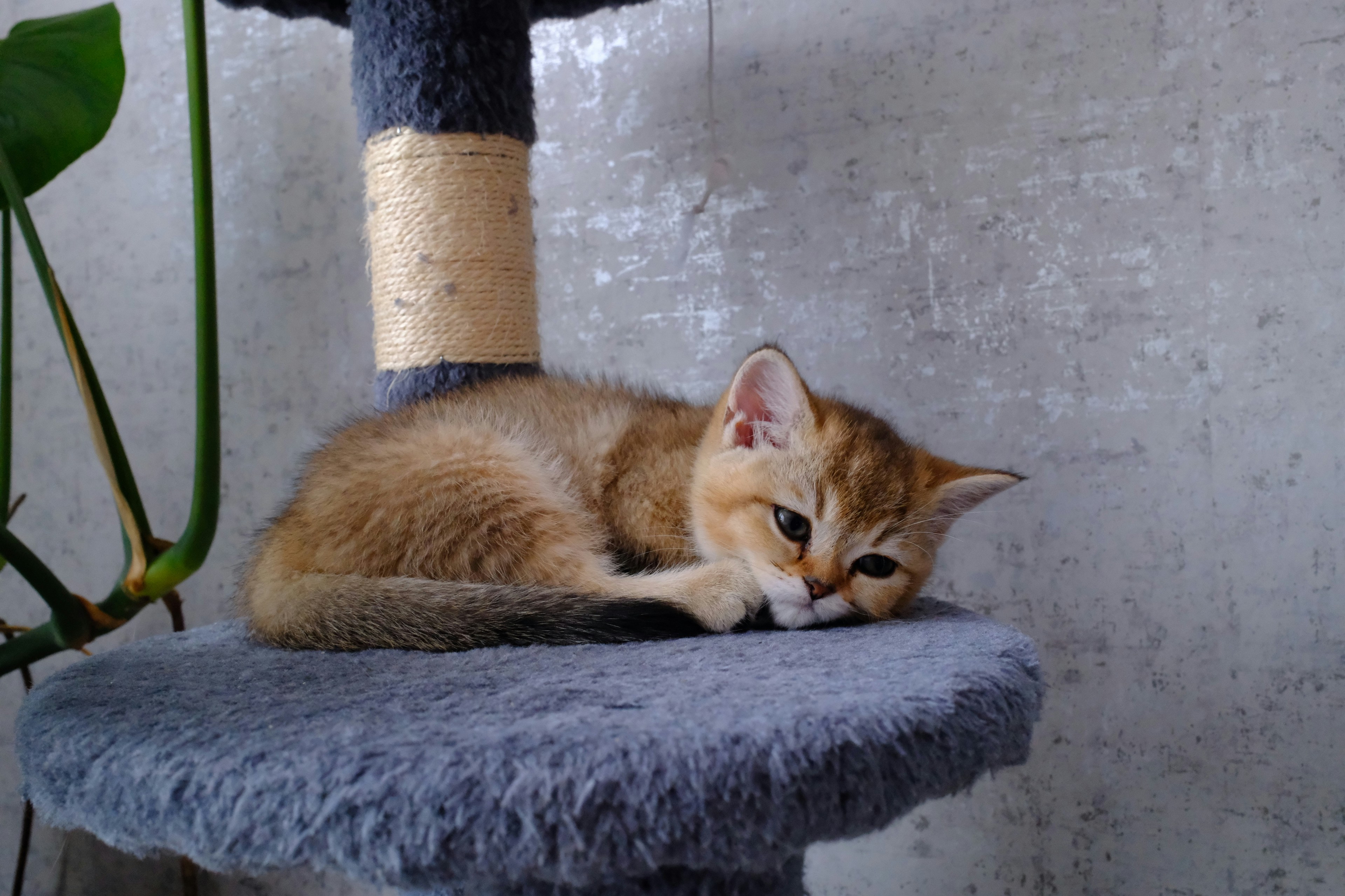 A golden kitten rests on a fuzzy perch.