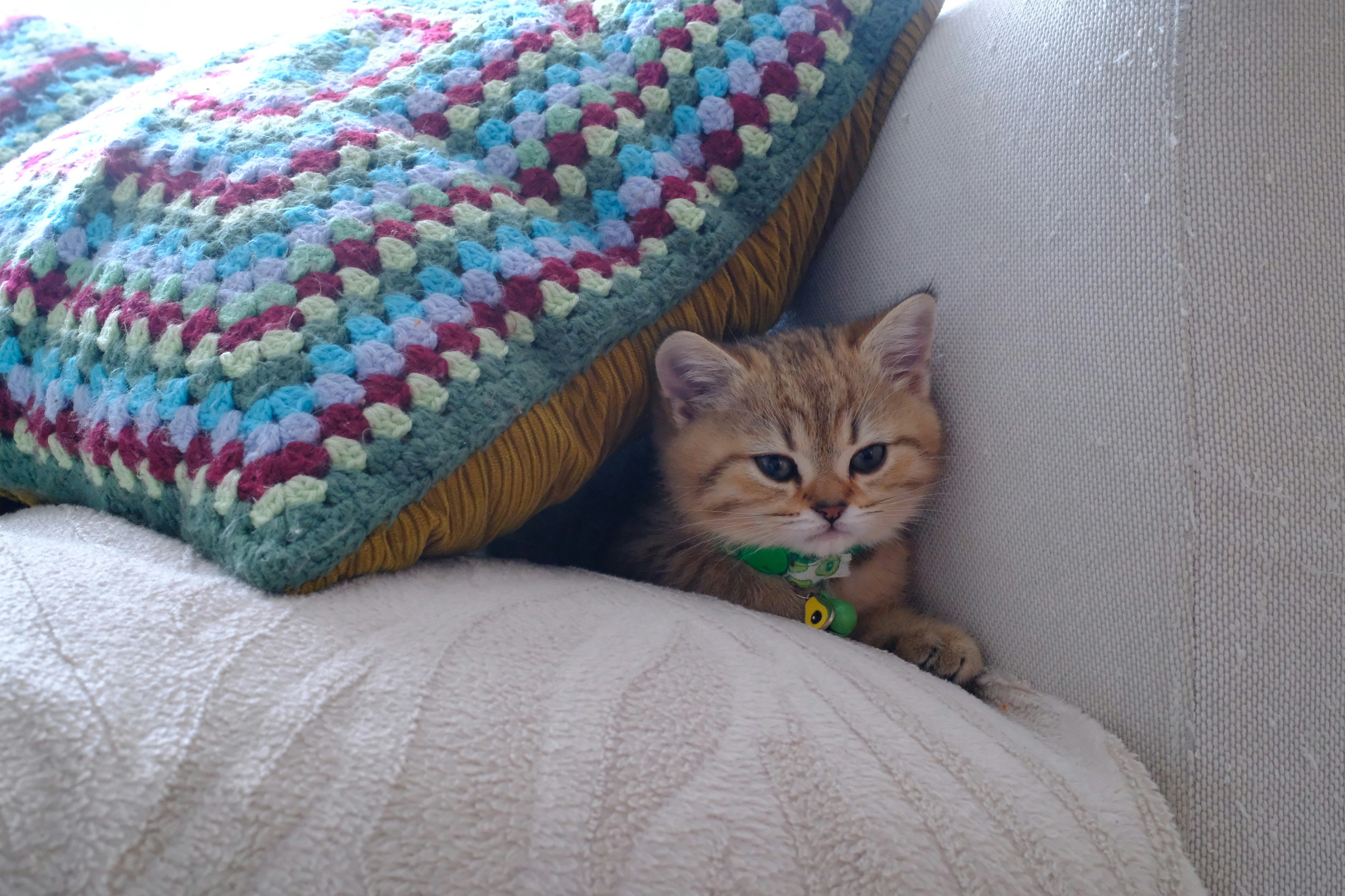 A small kitten peeking out from behind a pillow.