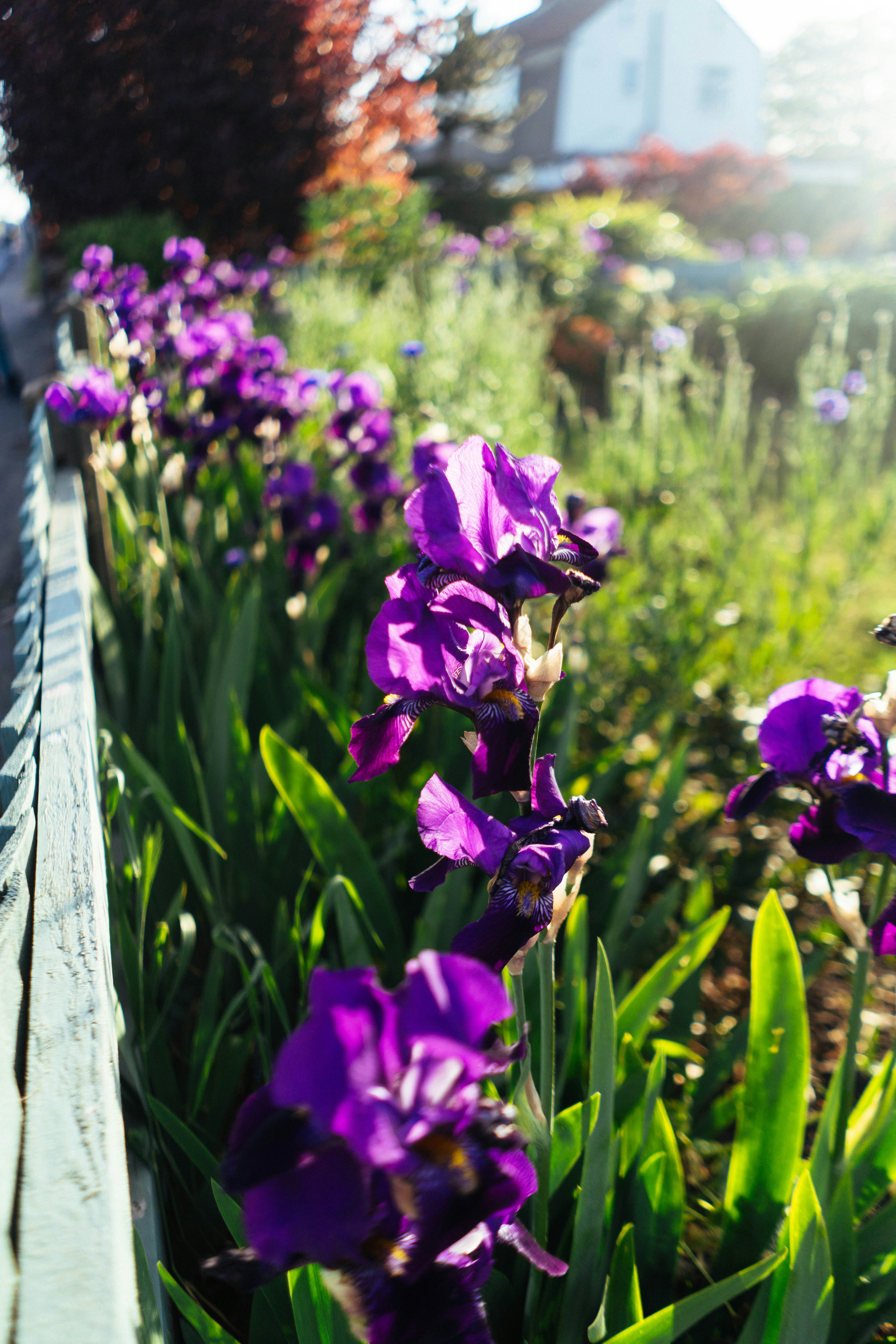Purple irises bloom along a garden fence.