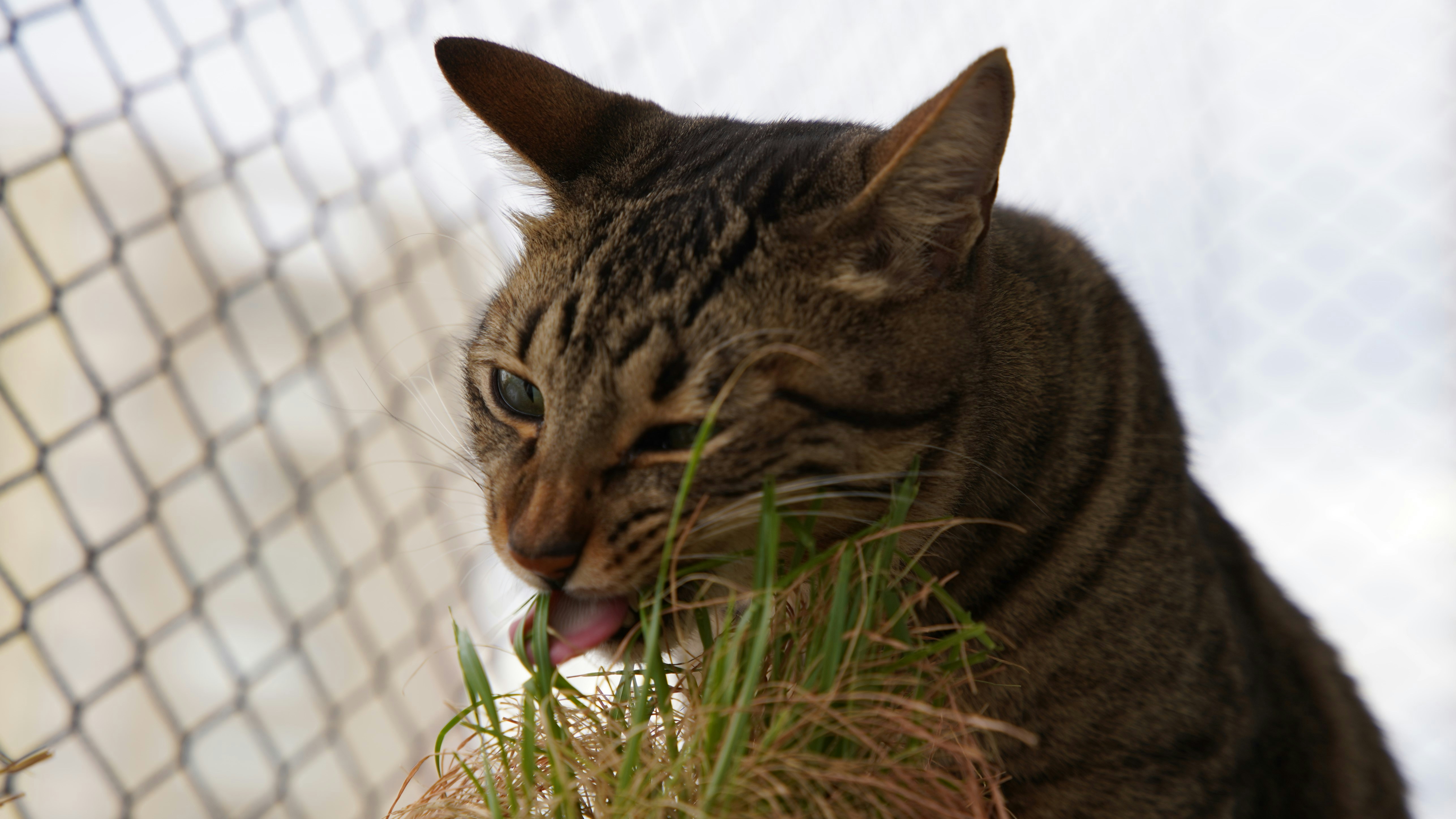 A tabby cat eats fresh green grass