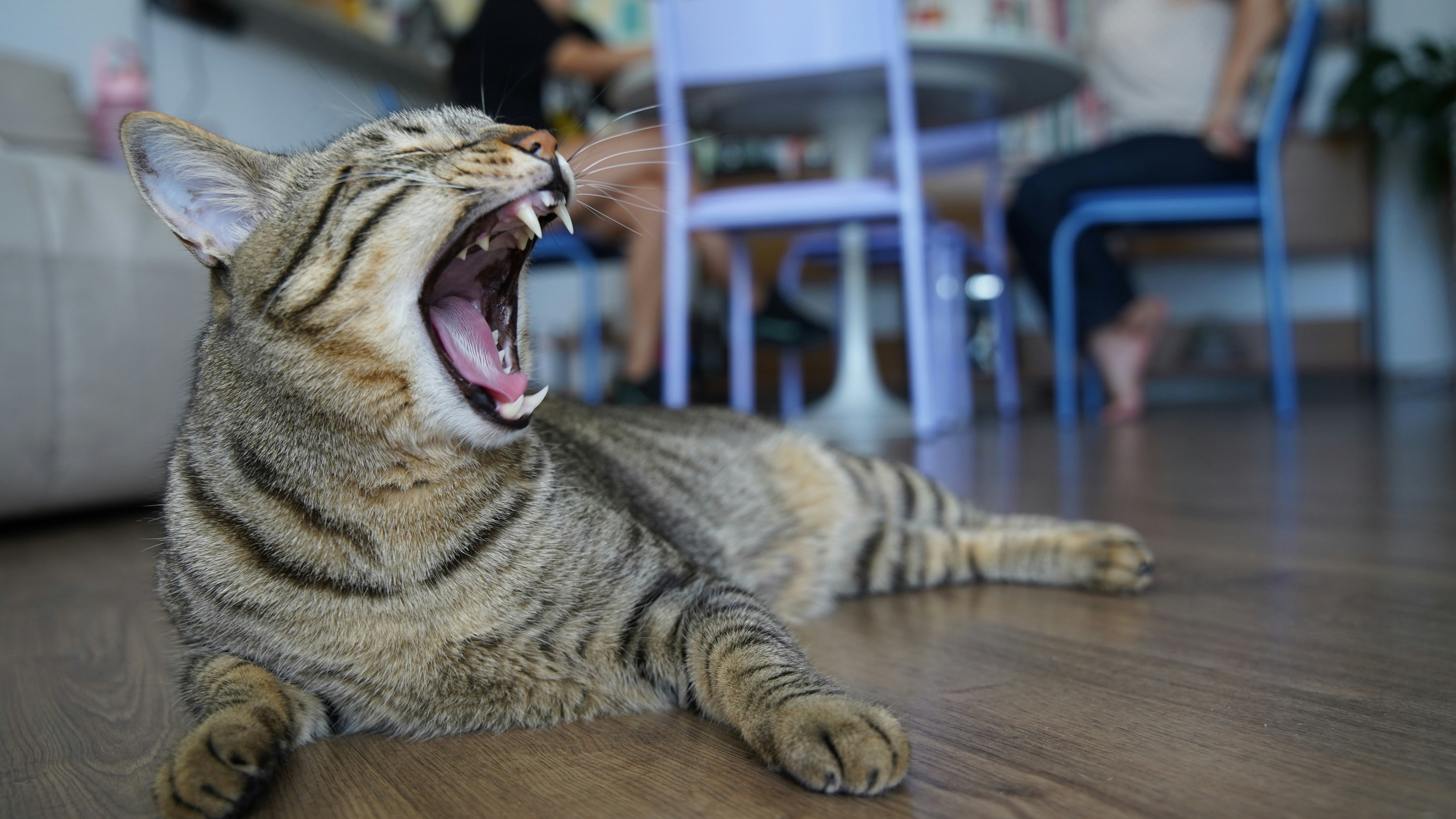 A tabby cat yawns widely on a wooden floor.