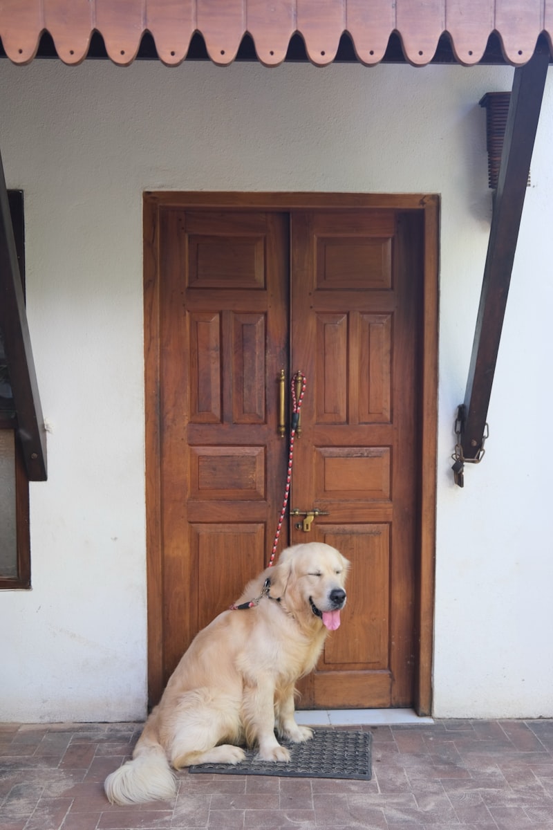 A golden retriever sits patiently by a wooden door