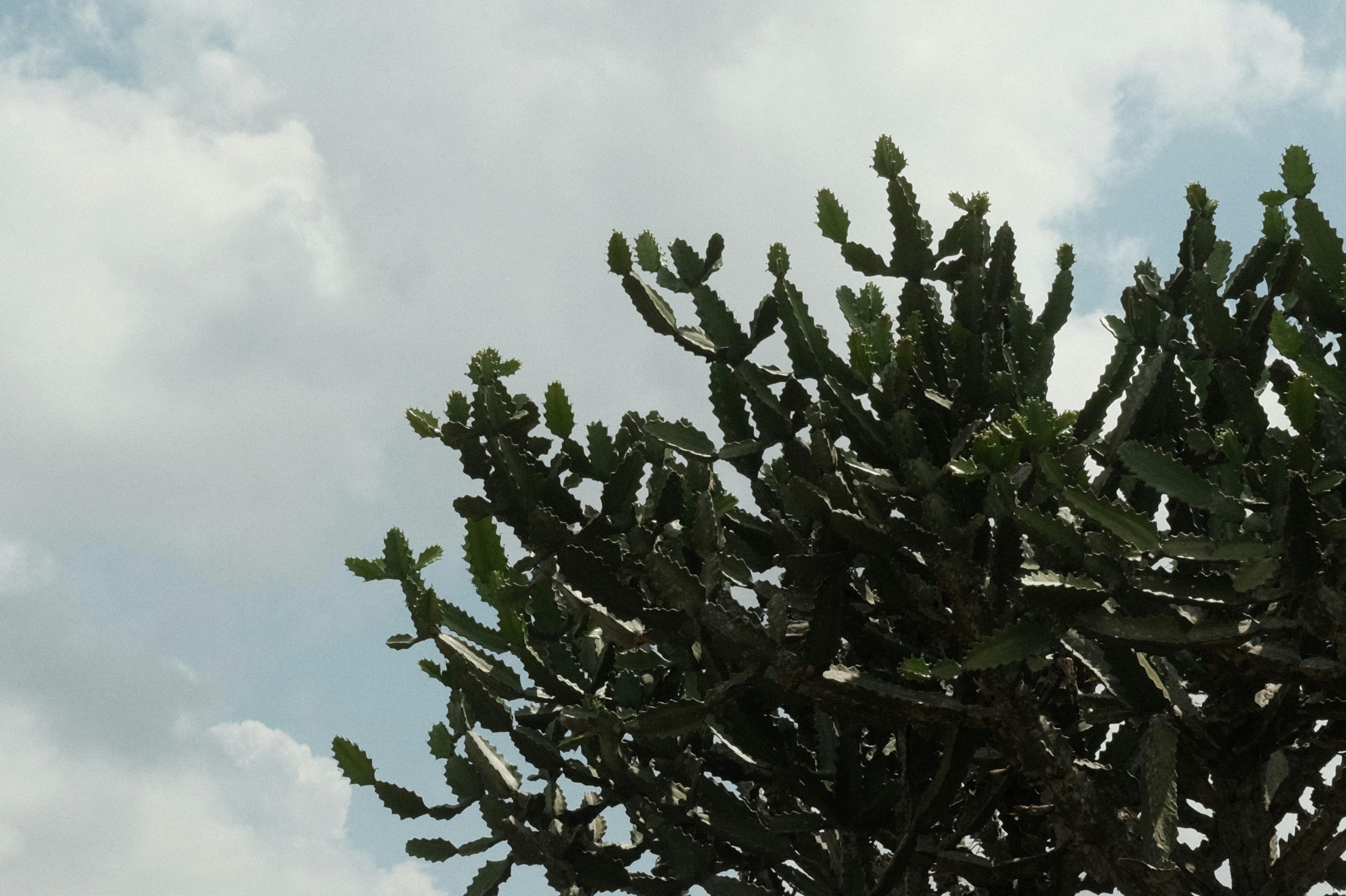 Cabang kaktus hijau melawan langit mendung