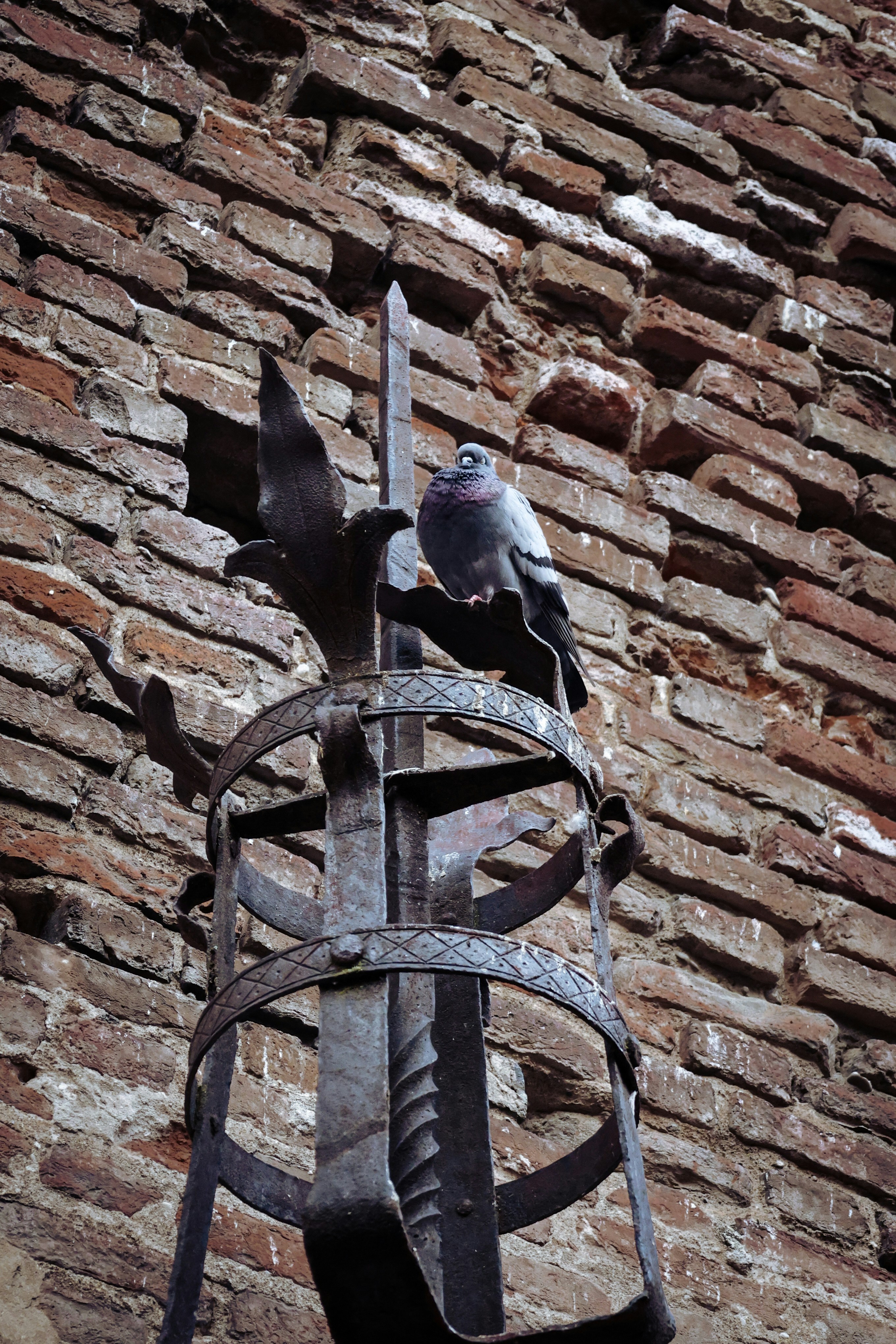 Un piccione appollaiato su una struttura metallica decorativa.