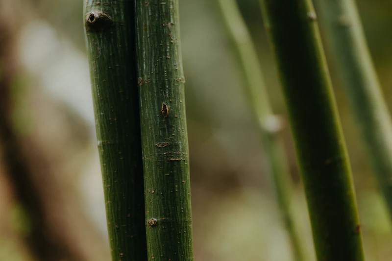 Bamboo stalks close up