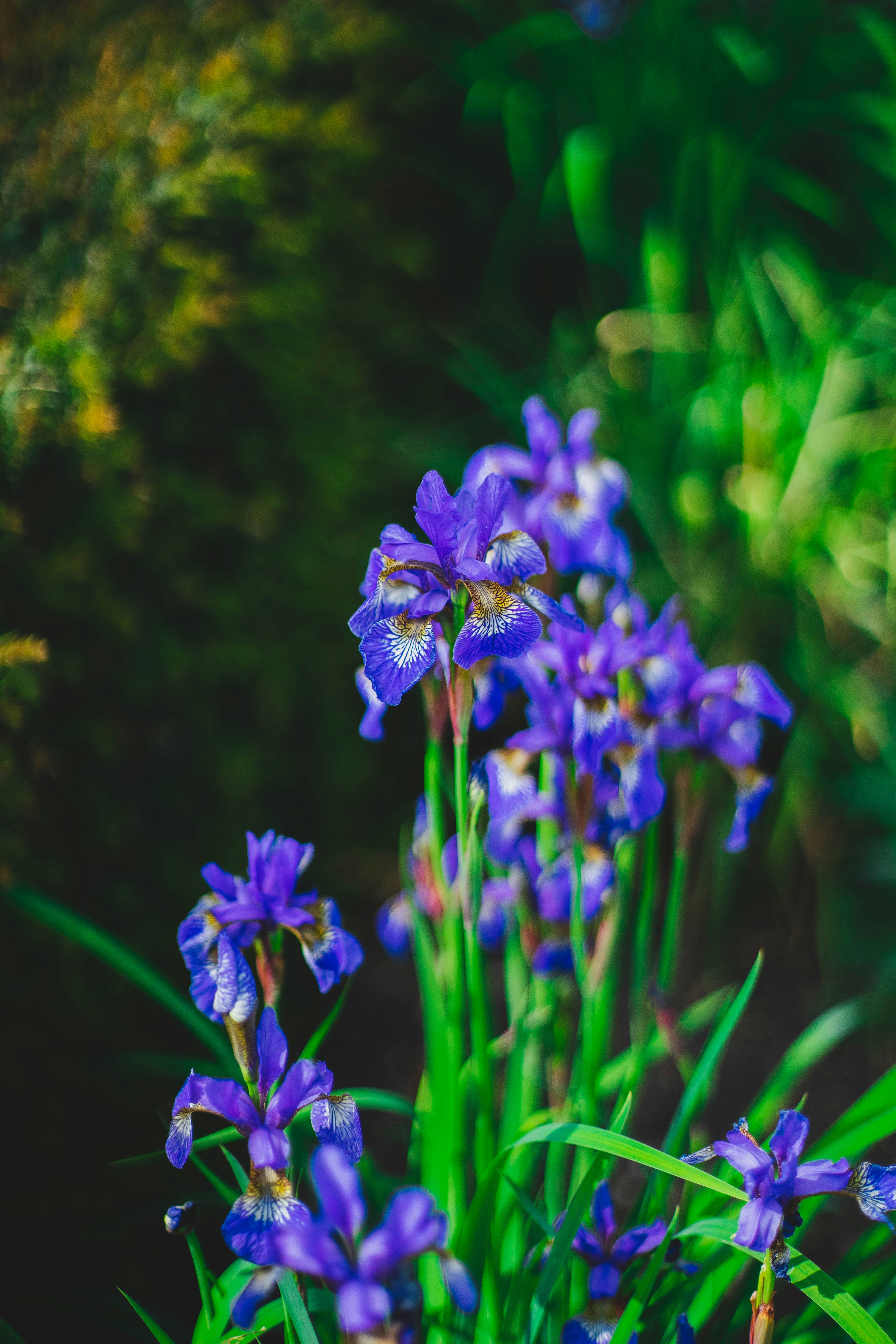 Photo by raduioaniancu