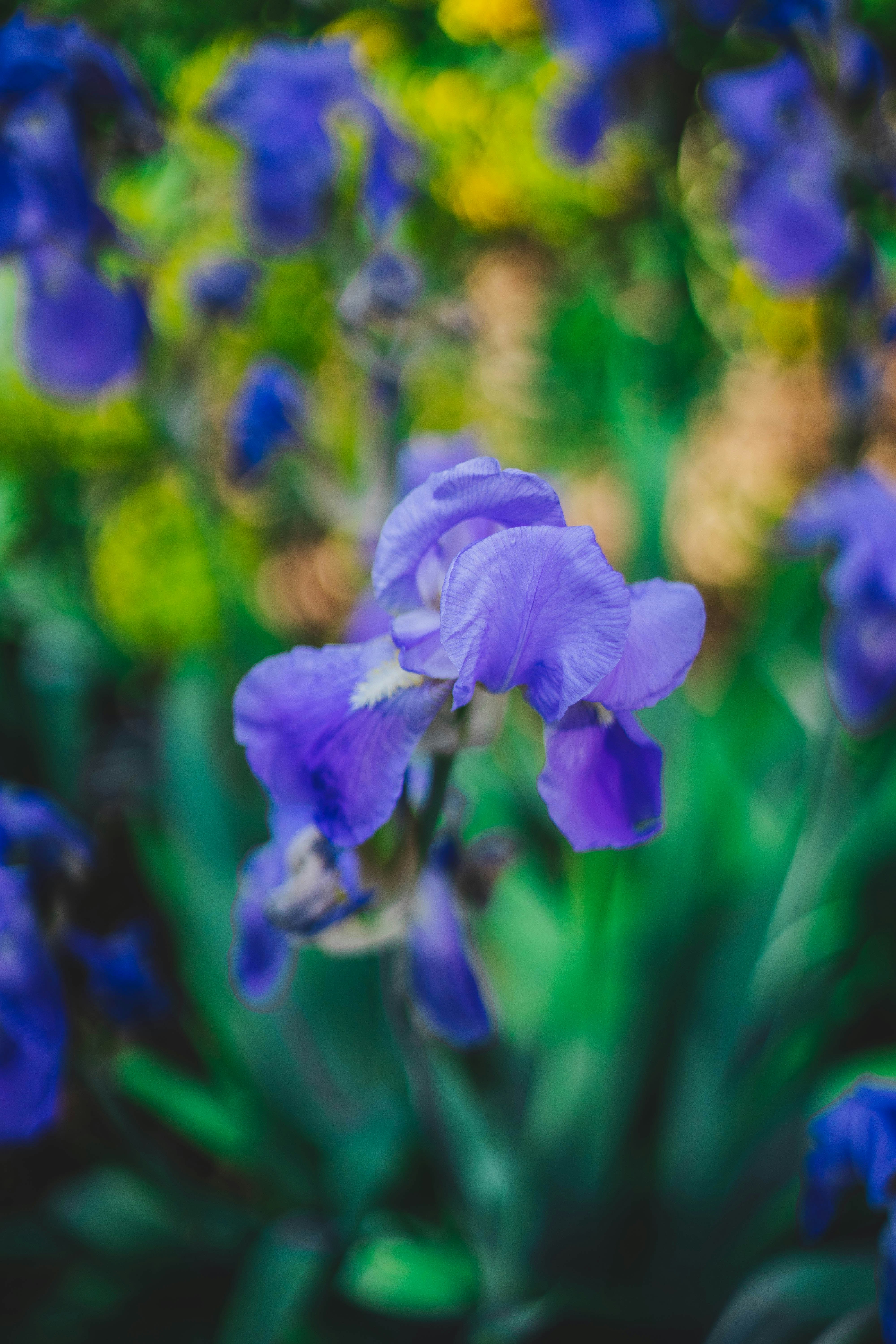 Photo by raduioaniancu