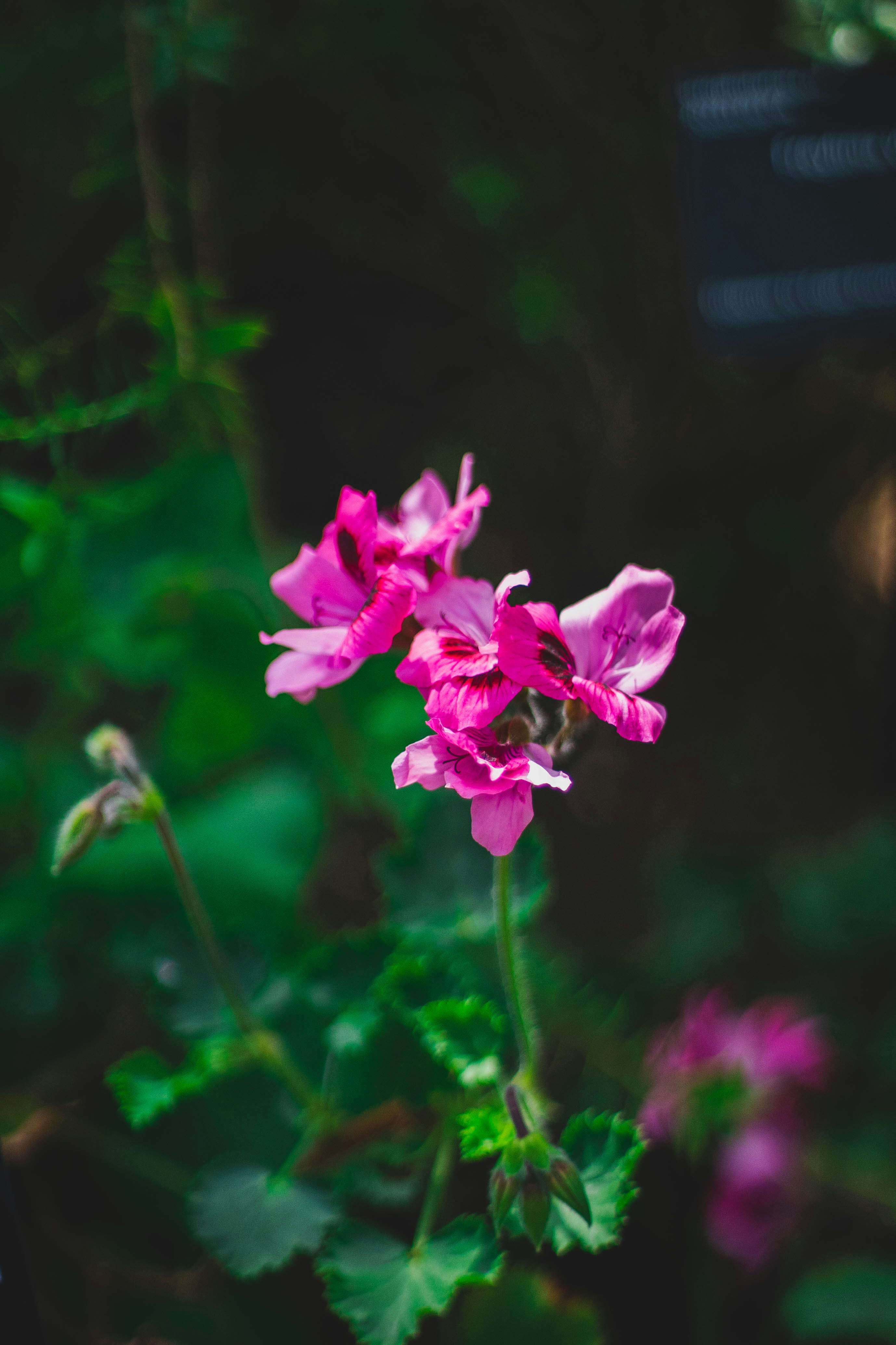 Photo by raduioaniancu