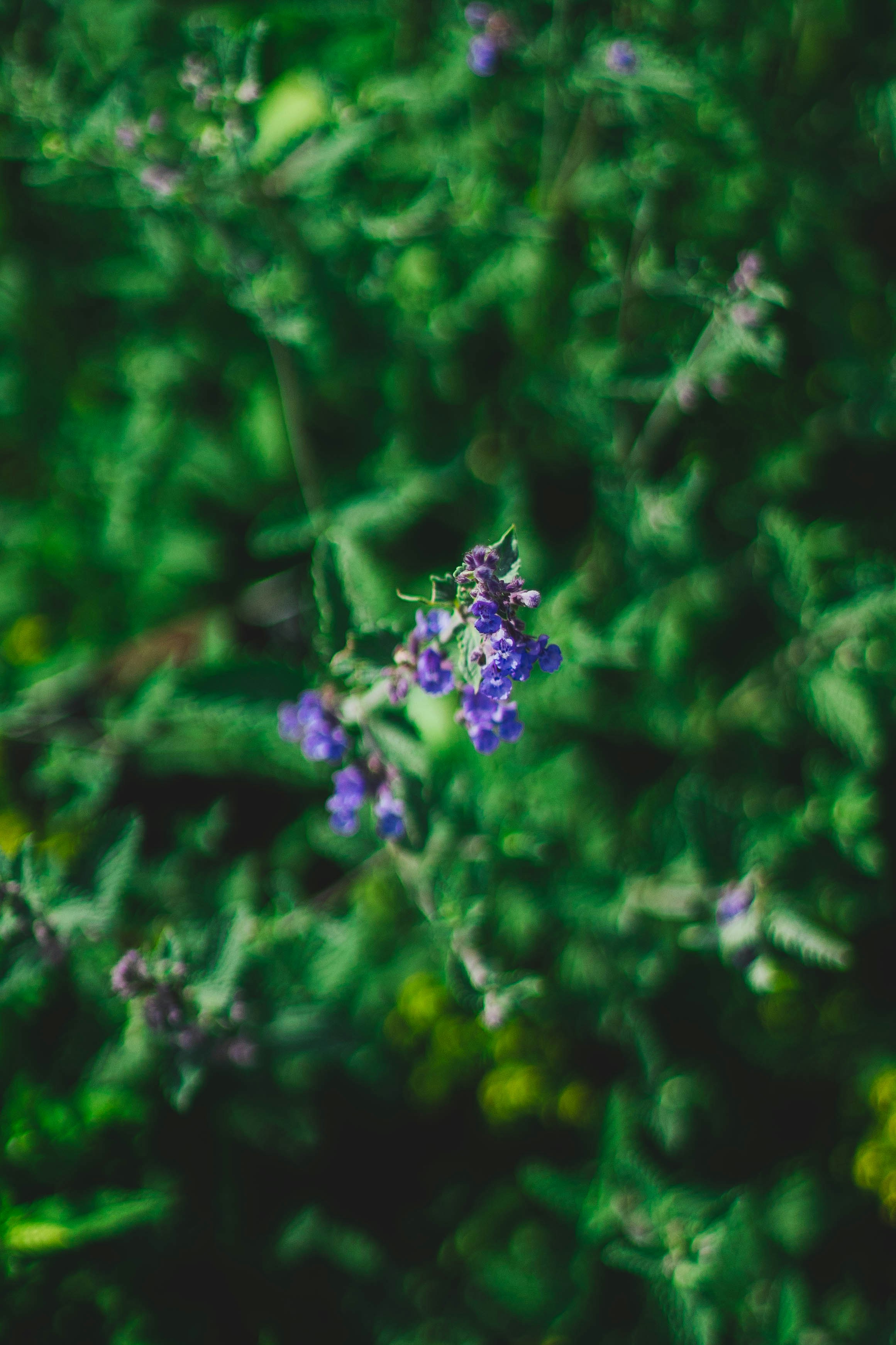 Photo by raduioaniancu