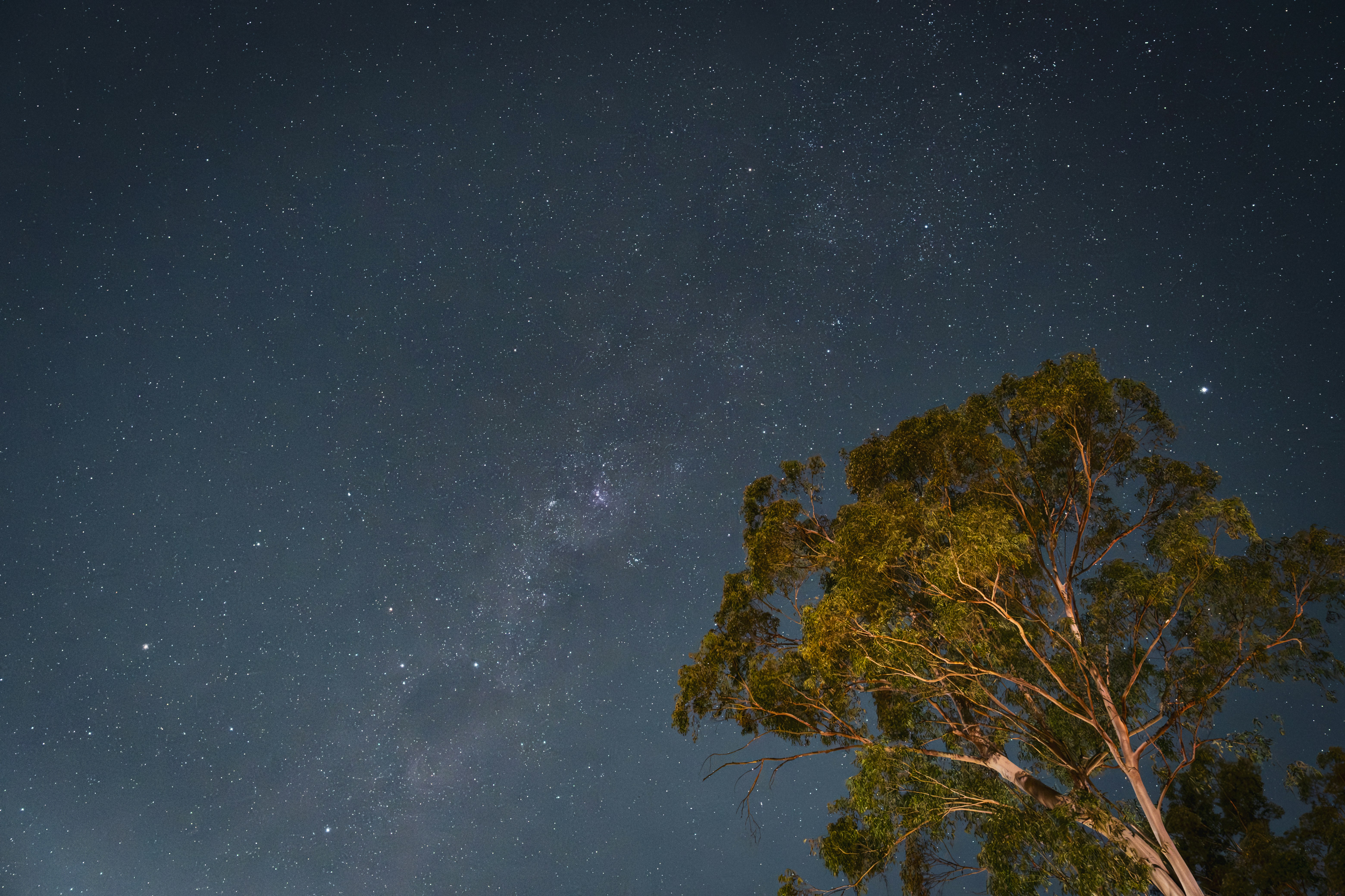 Un albero stagliato contro un cielo stellato.