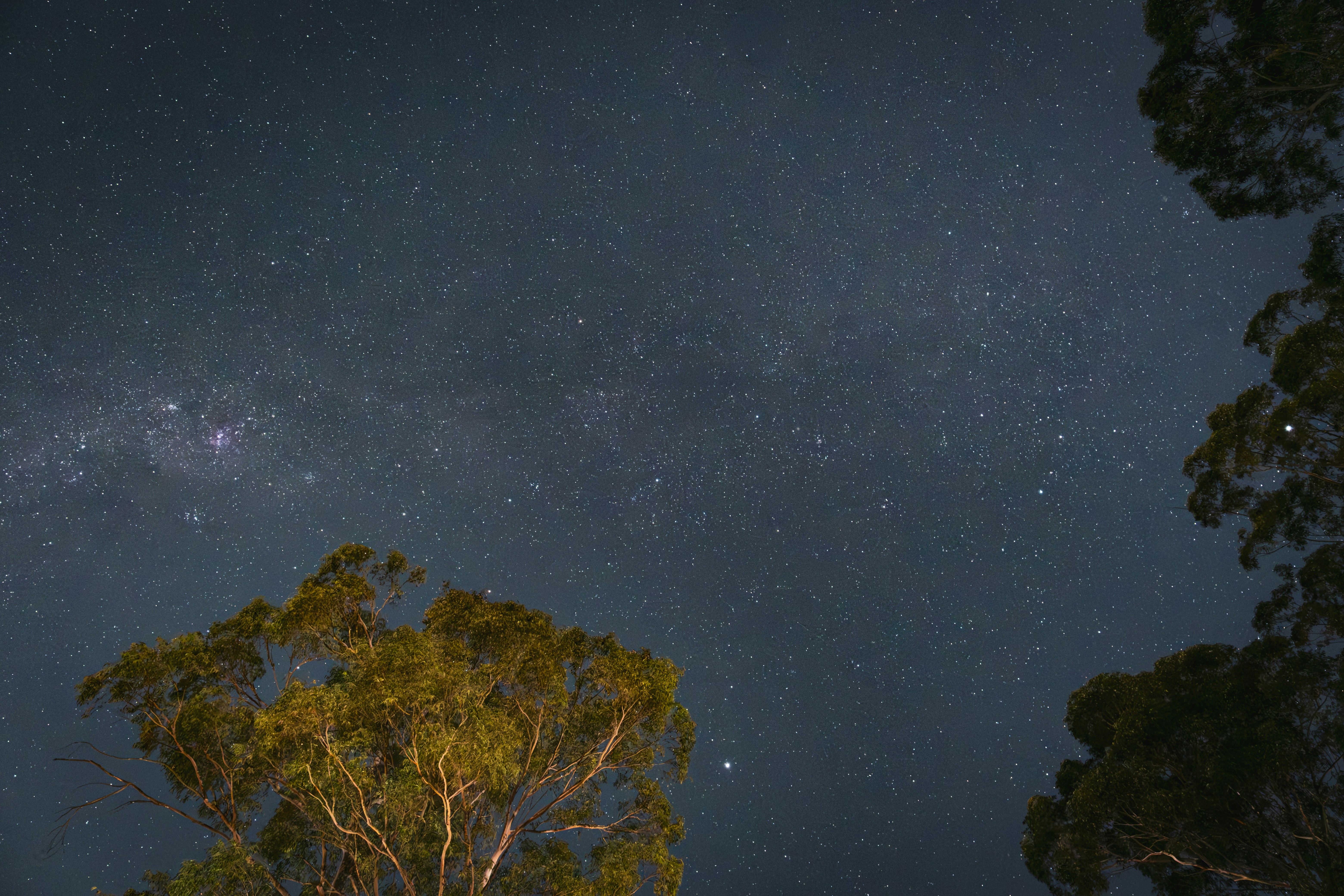 Cielo stellato sopra gli alberi al crepuscolo