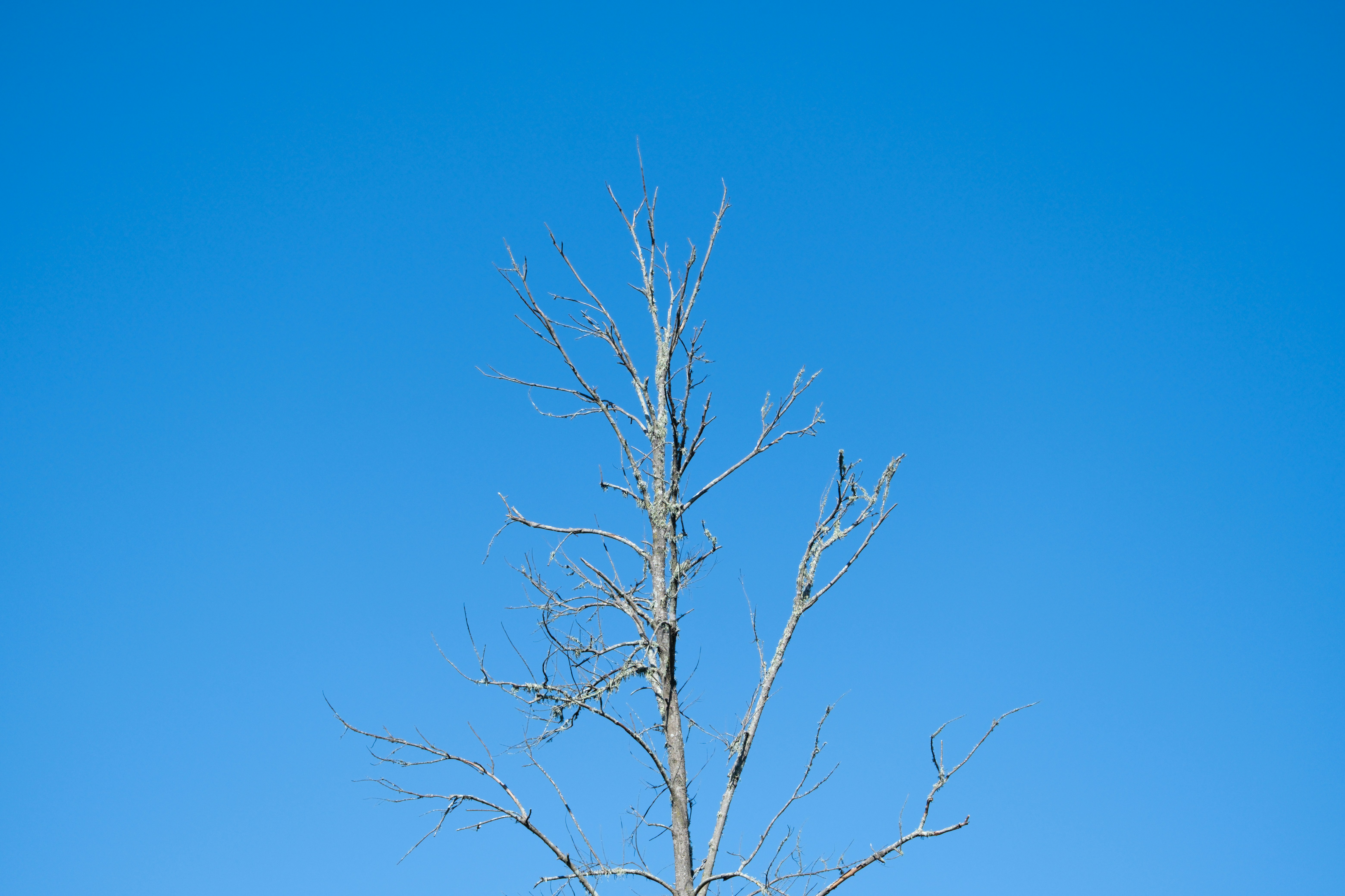 Un albero nudo contro un cielo azzurro brillante.