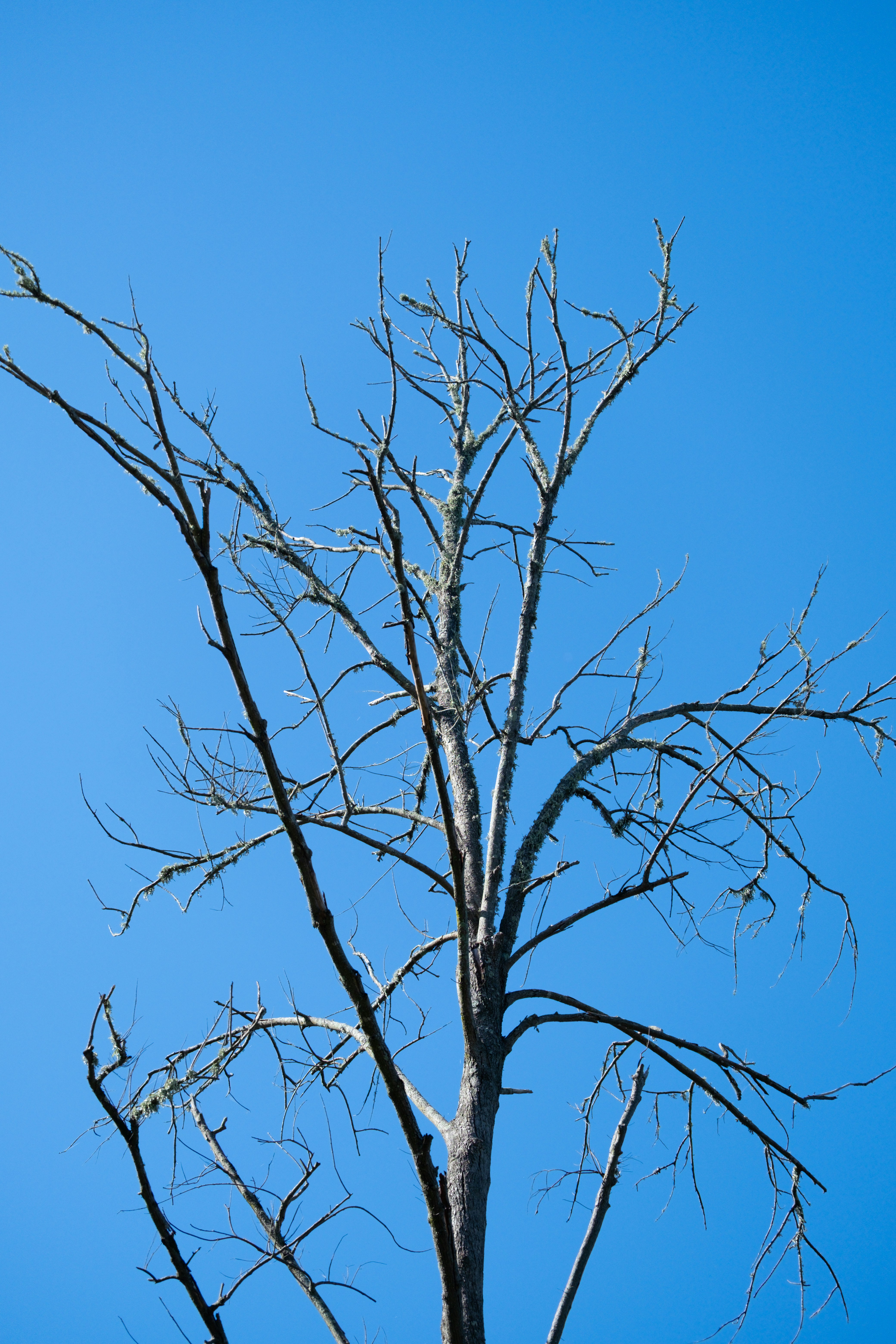 Rami di alberi spogli contro un cielo azzurro e limpido