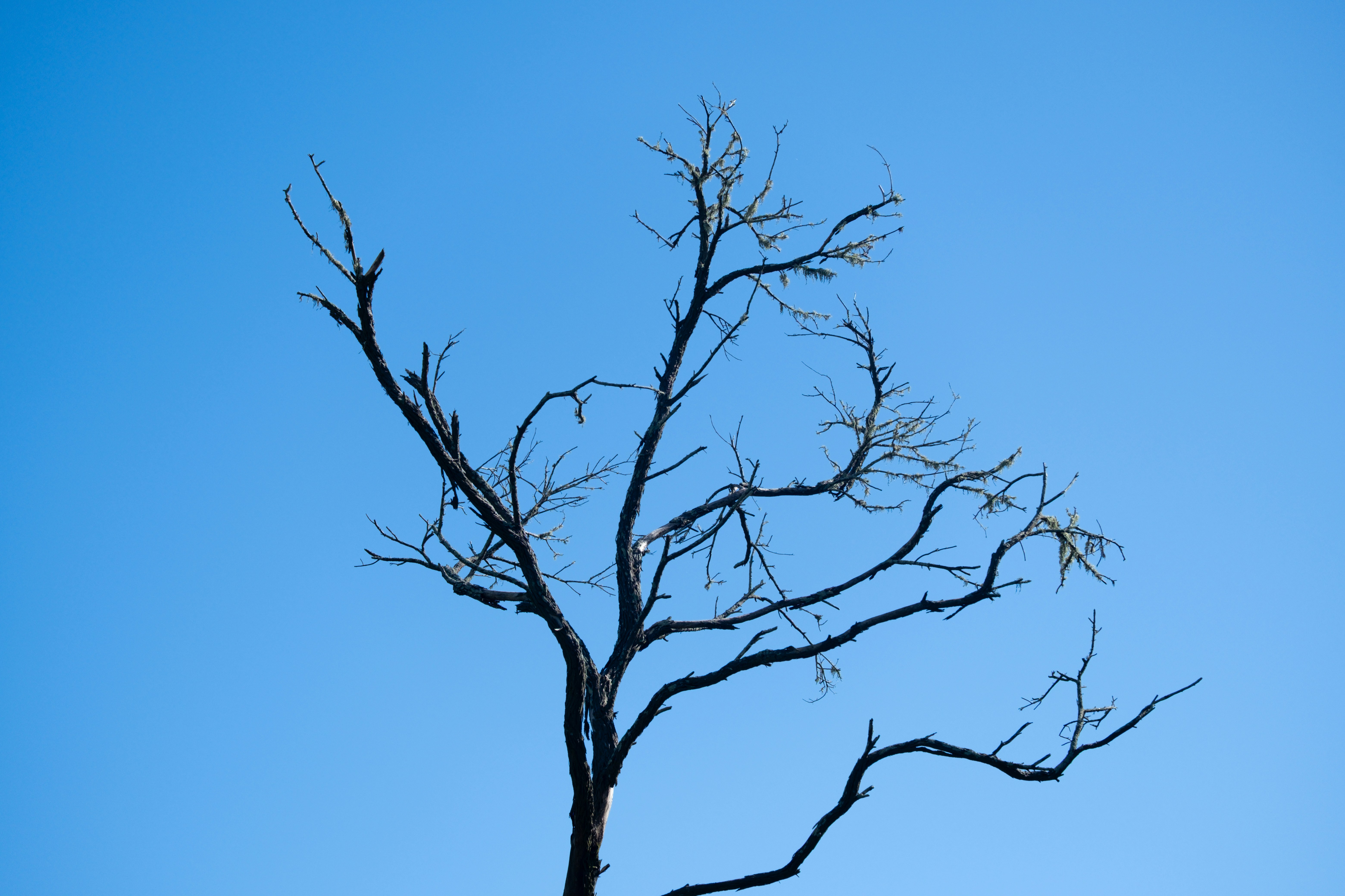 Rami di alberi spogli contro un cielo azzurro e limpido