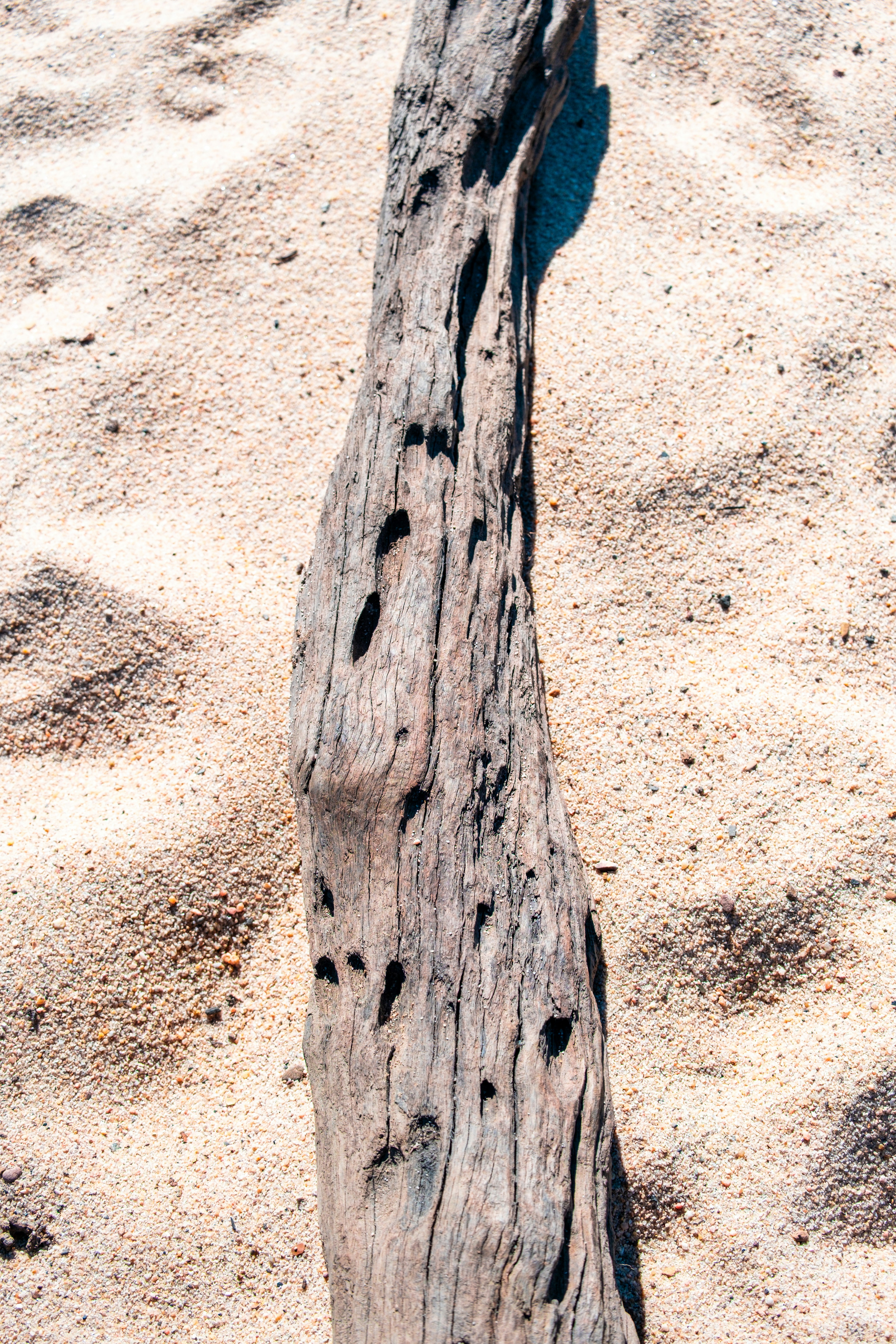Legno alla deriva consumato dal tempo riposa su una spiaggia sabbiosa.