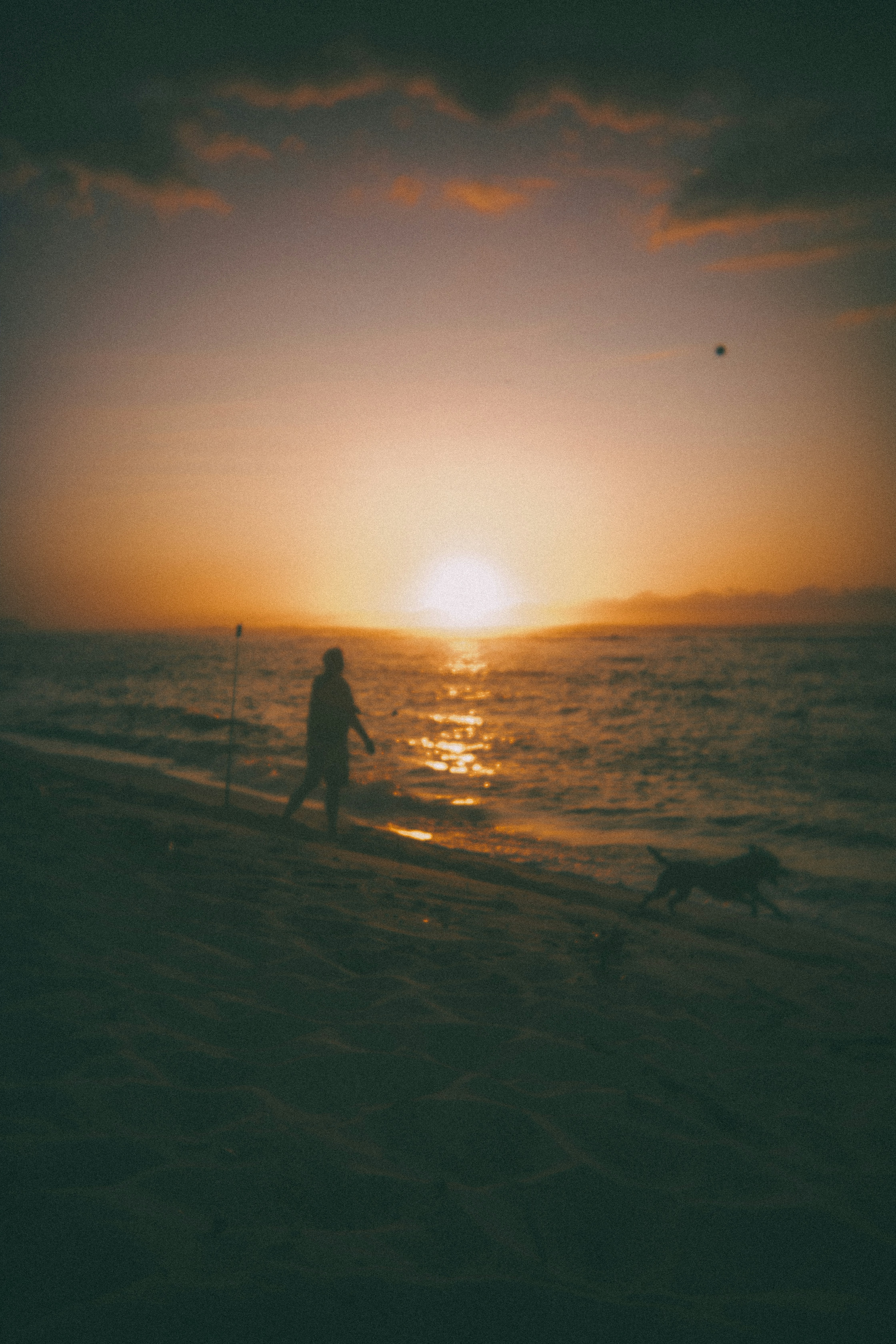Person and dog on beach at sunset