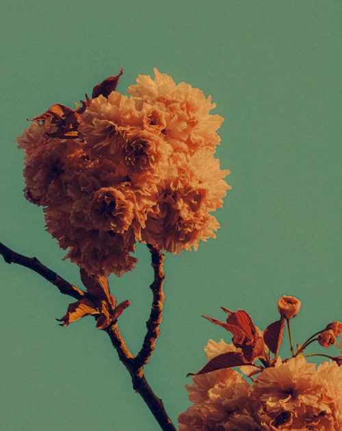 Echoes of Silence — thumbnail