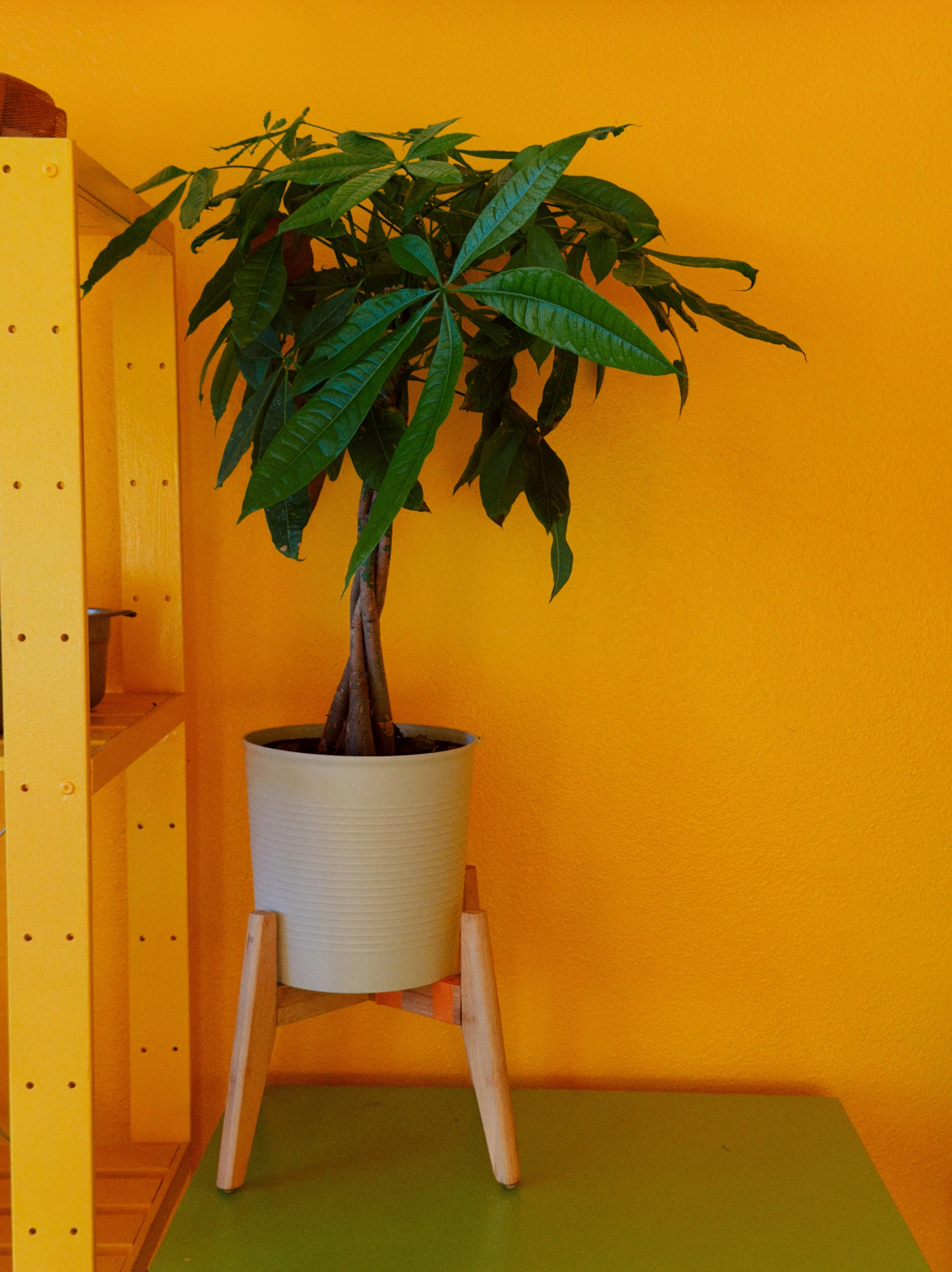 A potted money tree against an orange wall.