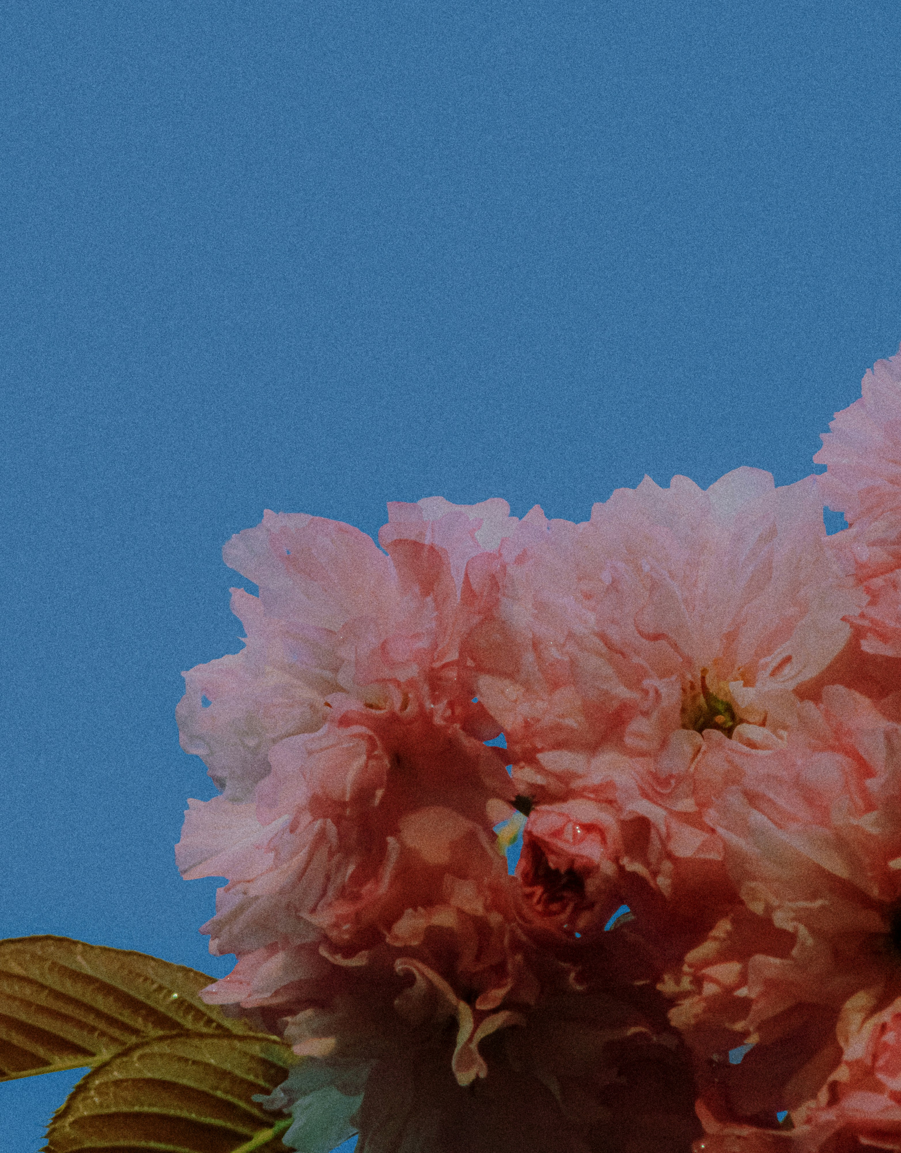 Primo piano di fiori rosa di ciliegio contro un cielo azzurro.